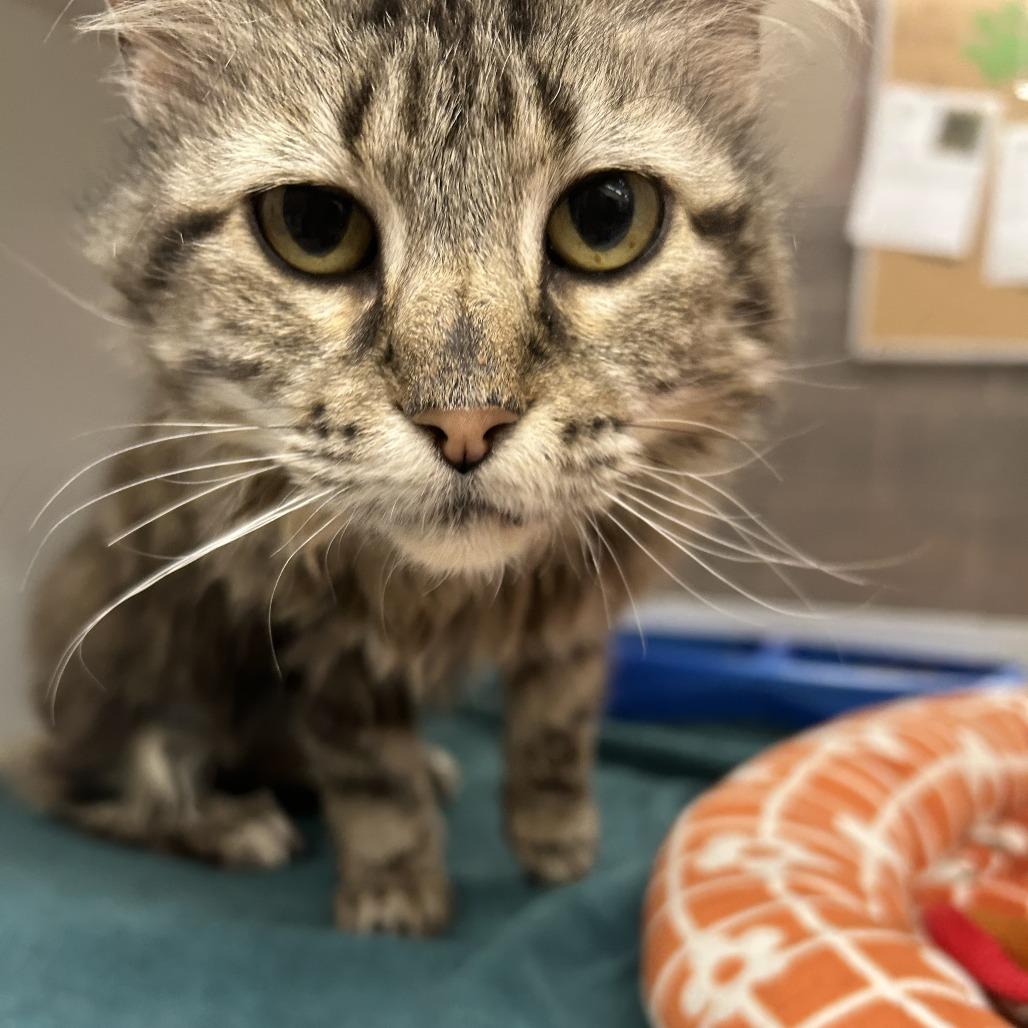 Enlarge Kiara, a Adoptable Domestic Long Hair in Cheyenne, WY image 2/4