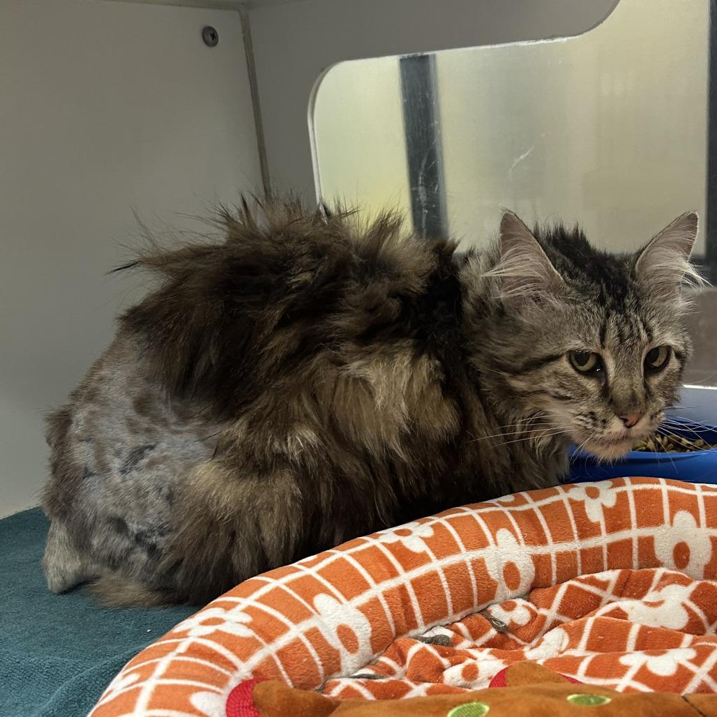 Enlarge Kiara, a Adoptable Domestic Long Hair in Cheyenne, WY image 3/4