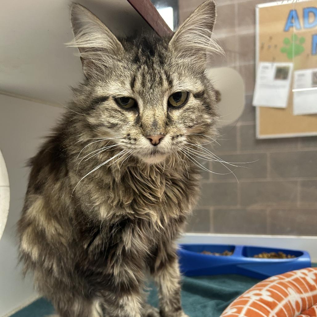 Enlarge Kiara, a Adoptable Domestic Long Hair in Cheyenne, WY image 4/4
