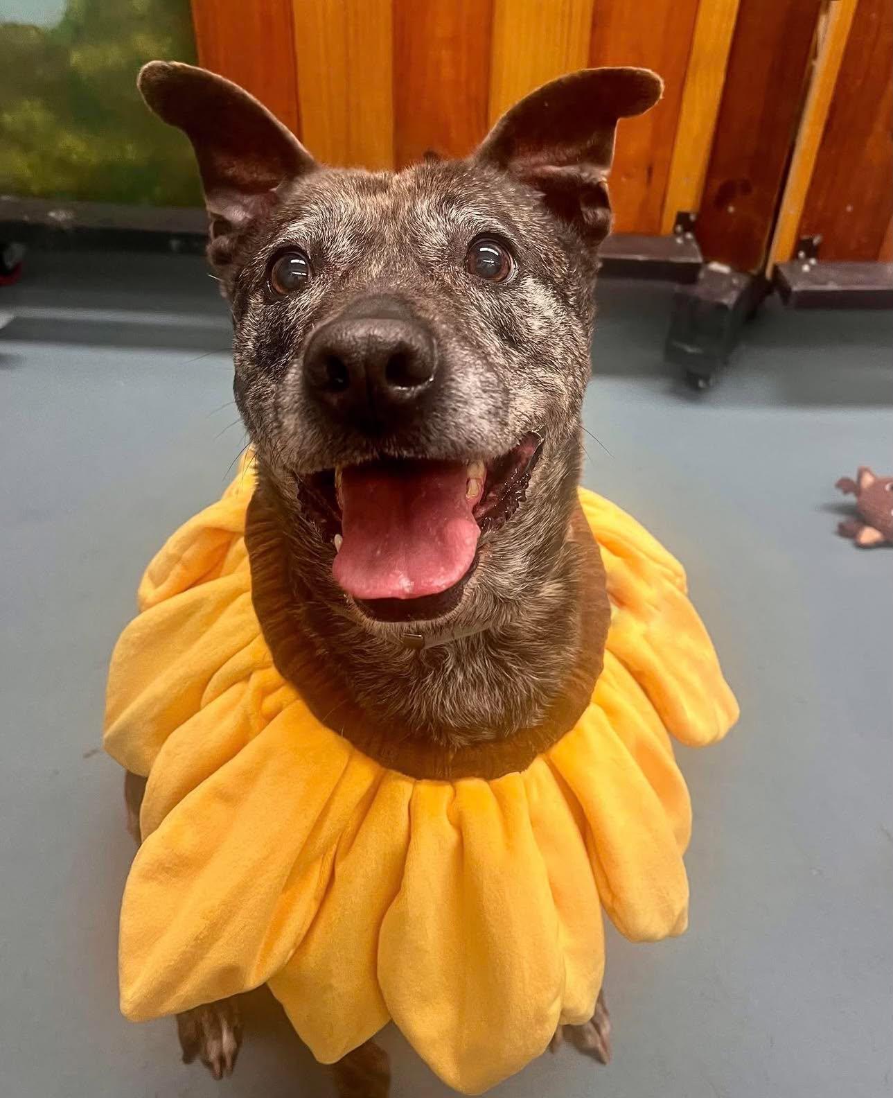 Enlarge Morgan, a Adoptable mixed breed in Grand Rapids, MI image 2/6