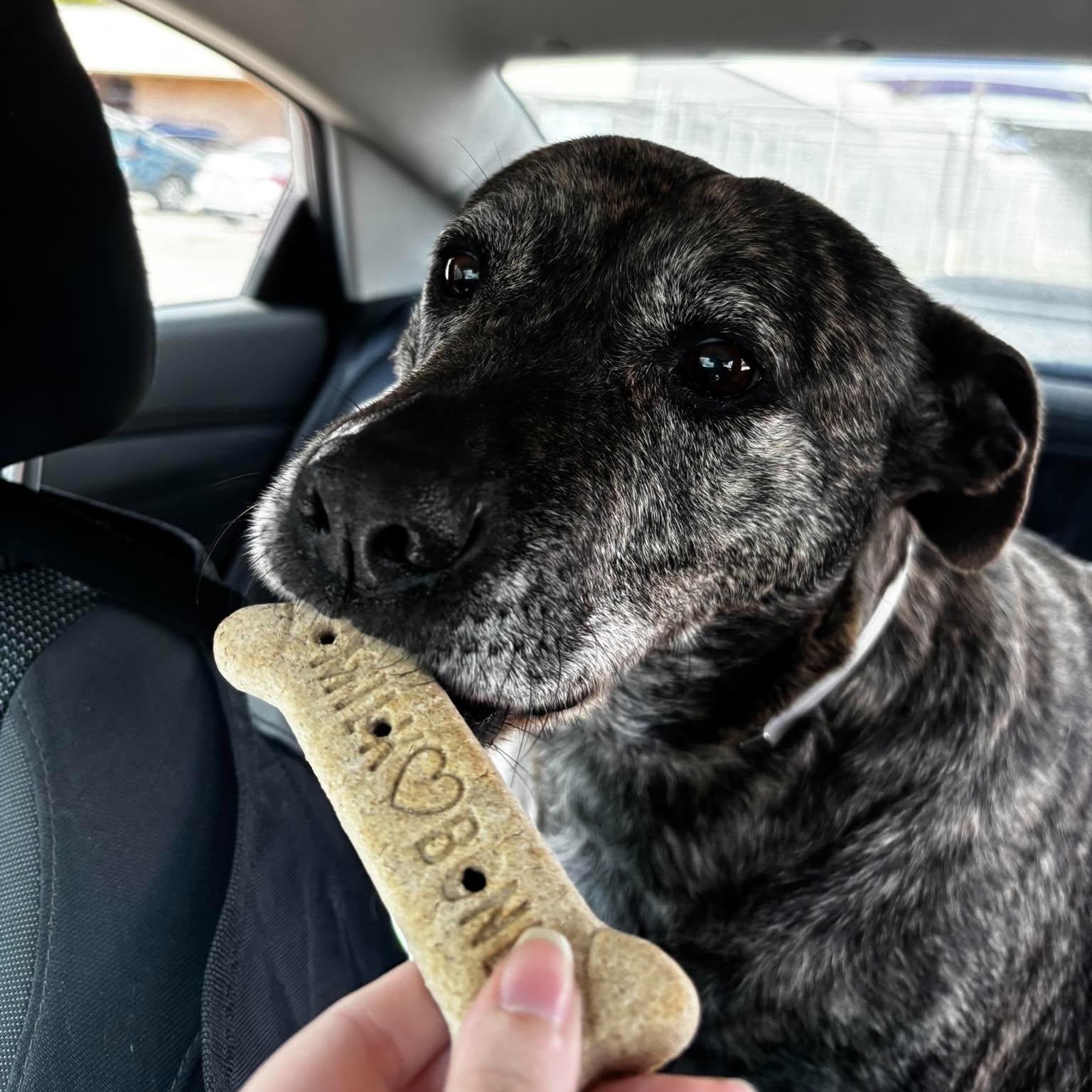 Enlarge Morgan, a Adoptable mixed breed in Grand Rapids, MI image 3/6