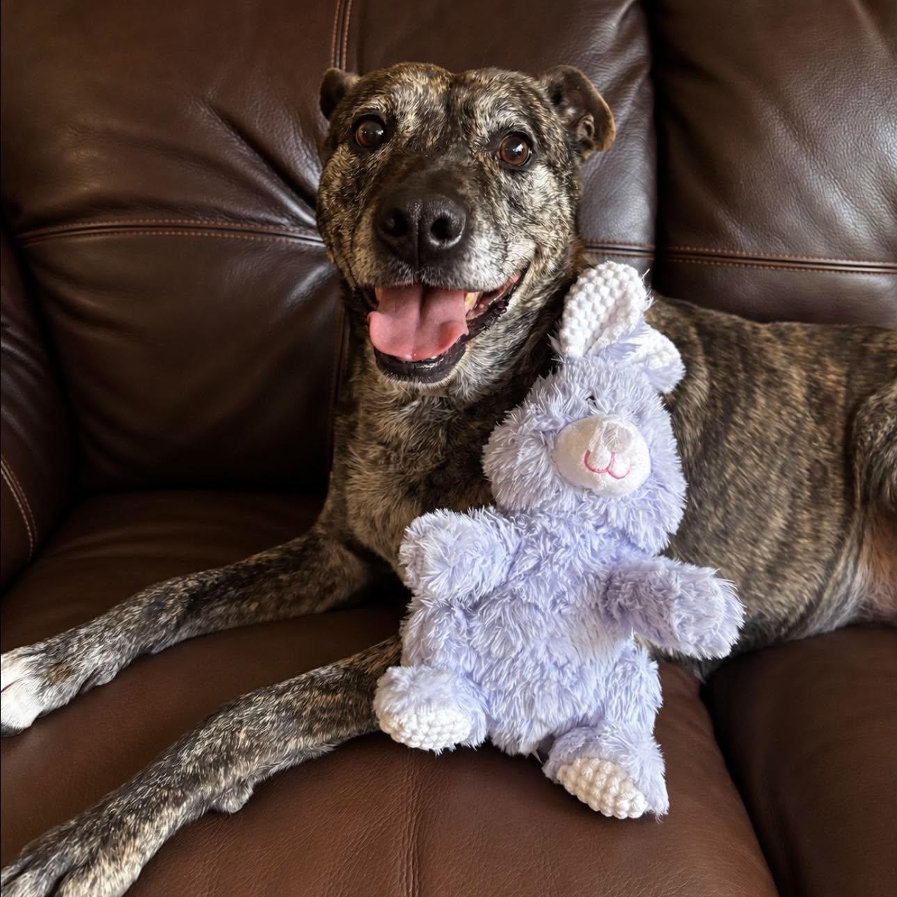Enlarge Morgan, a Adoptable mixed breed in Grand Rapids, MI image 4/6