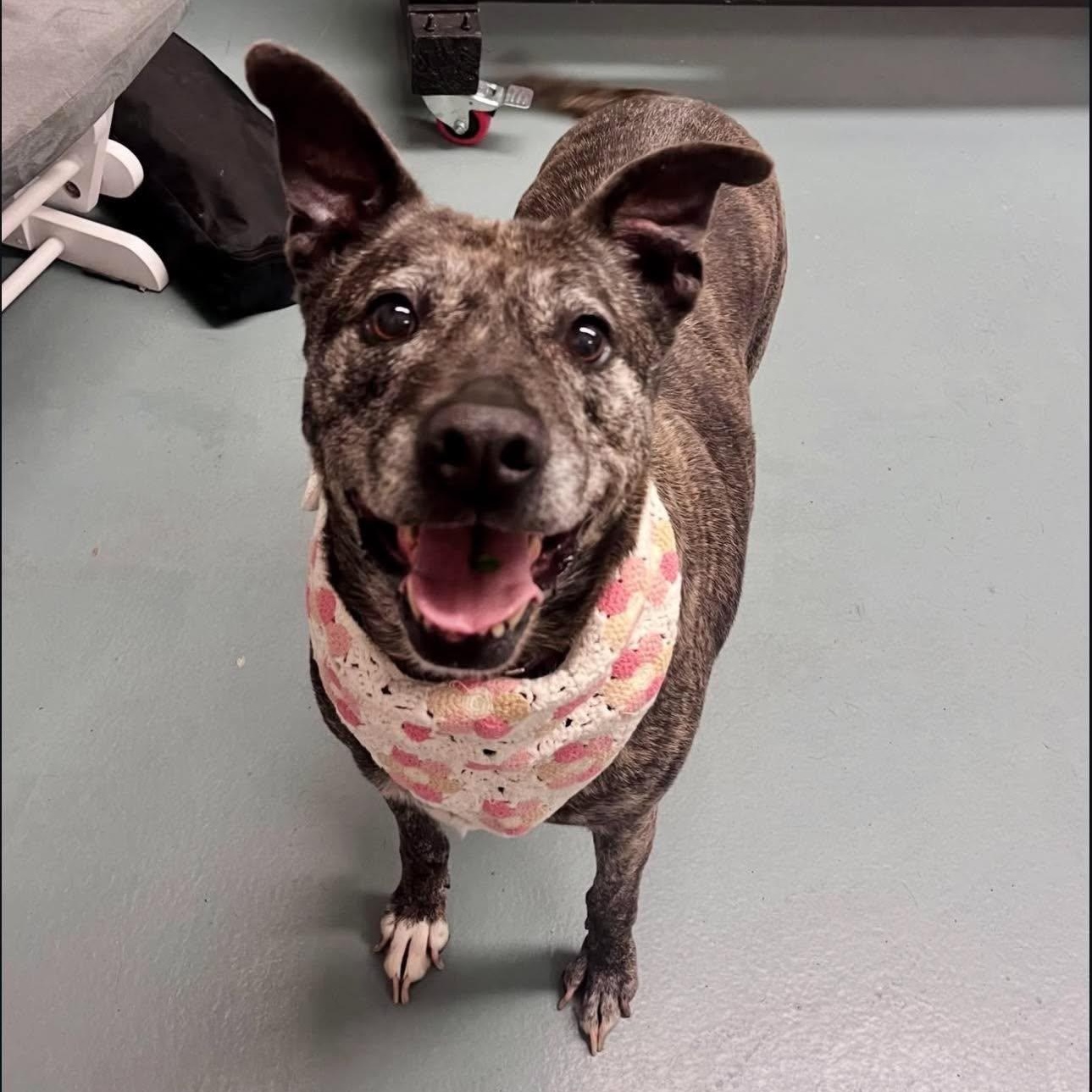 Enlarge Morgan, a Adoptable mixed breed in Grand Rapids, MI image 1/6