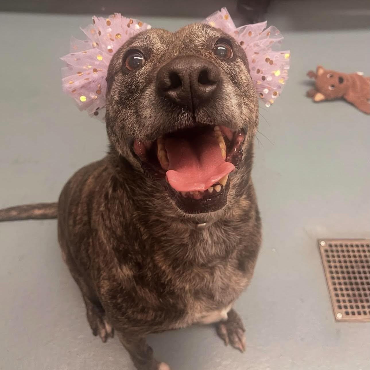 Enlarge Morgan, a Adoptable mixed breed in Grand Rapids, MI image 5/6