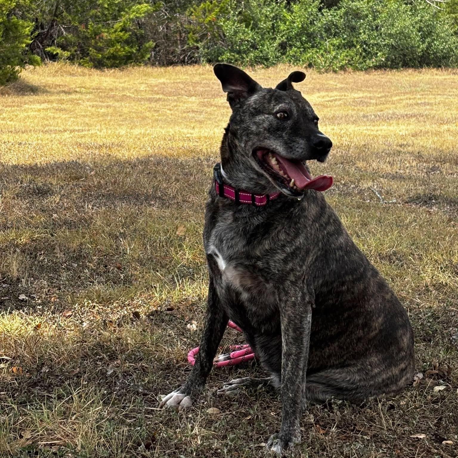 Enlarge Morgan, a Adoptable mixed breed in Grand Rapids, MI image 6/6