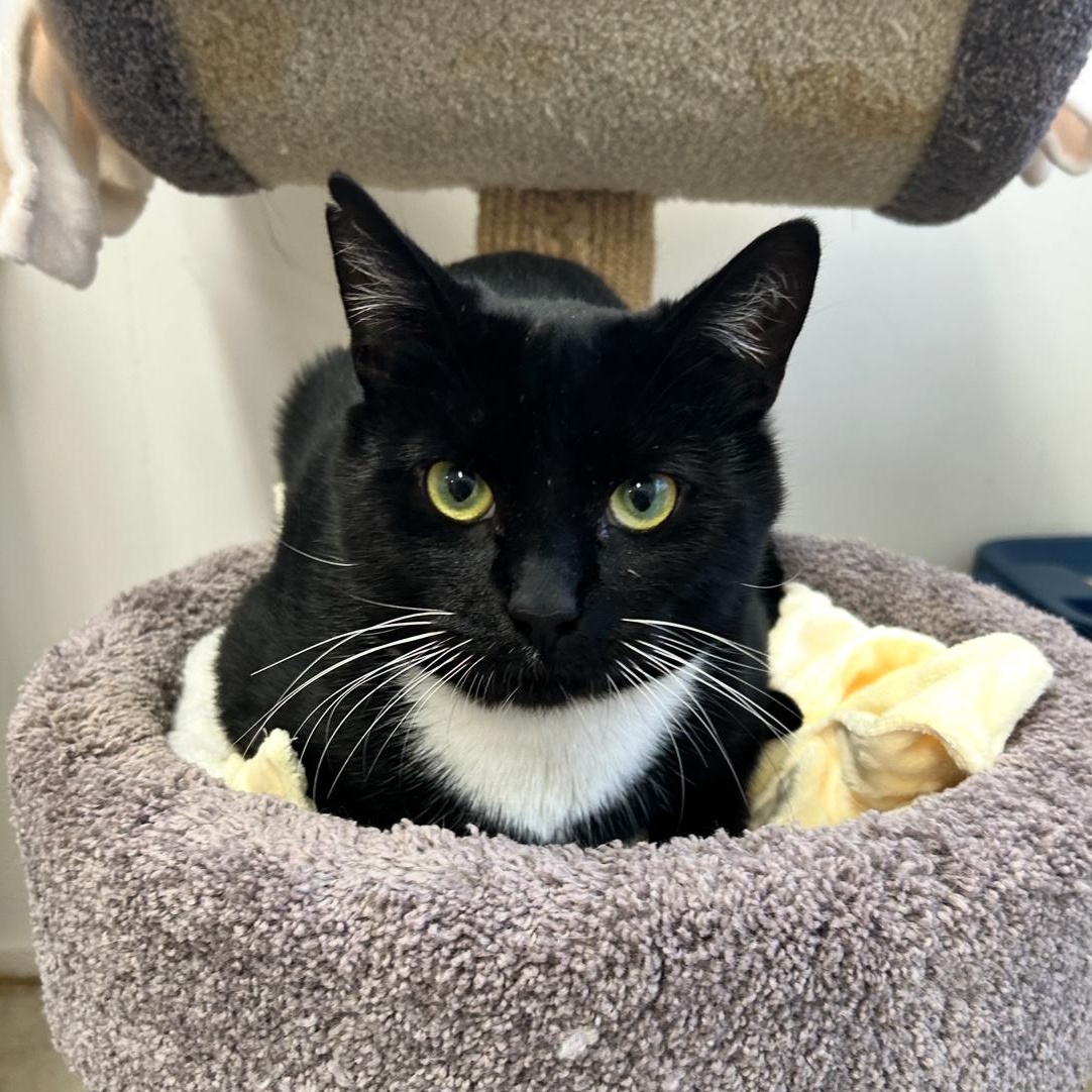 Denim, Adoptable, Young Male Domestic Short Hair.