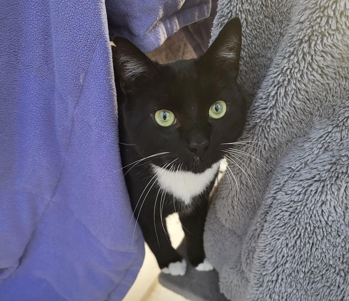 Enlarge Denim, an adopted Domestic Short Hair in Maple Ridge, BC image 1/6