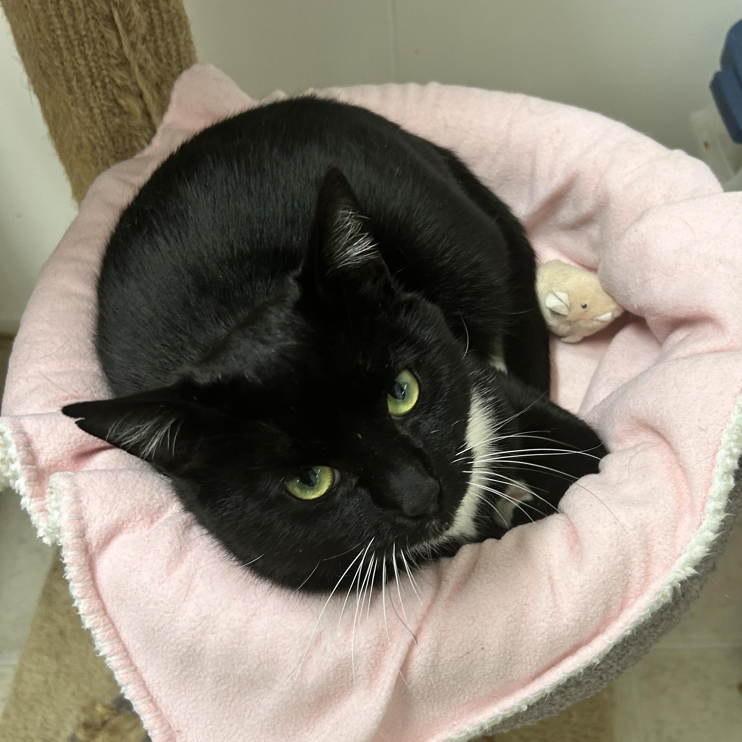 Denim, a Adoptable Domestic Short Hair in Maple Ridge, BC image 4/6