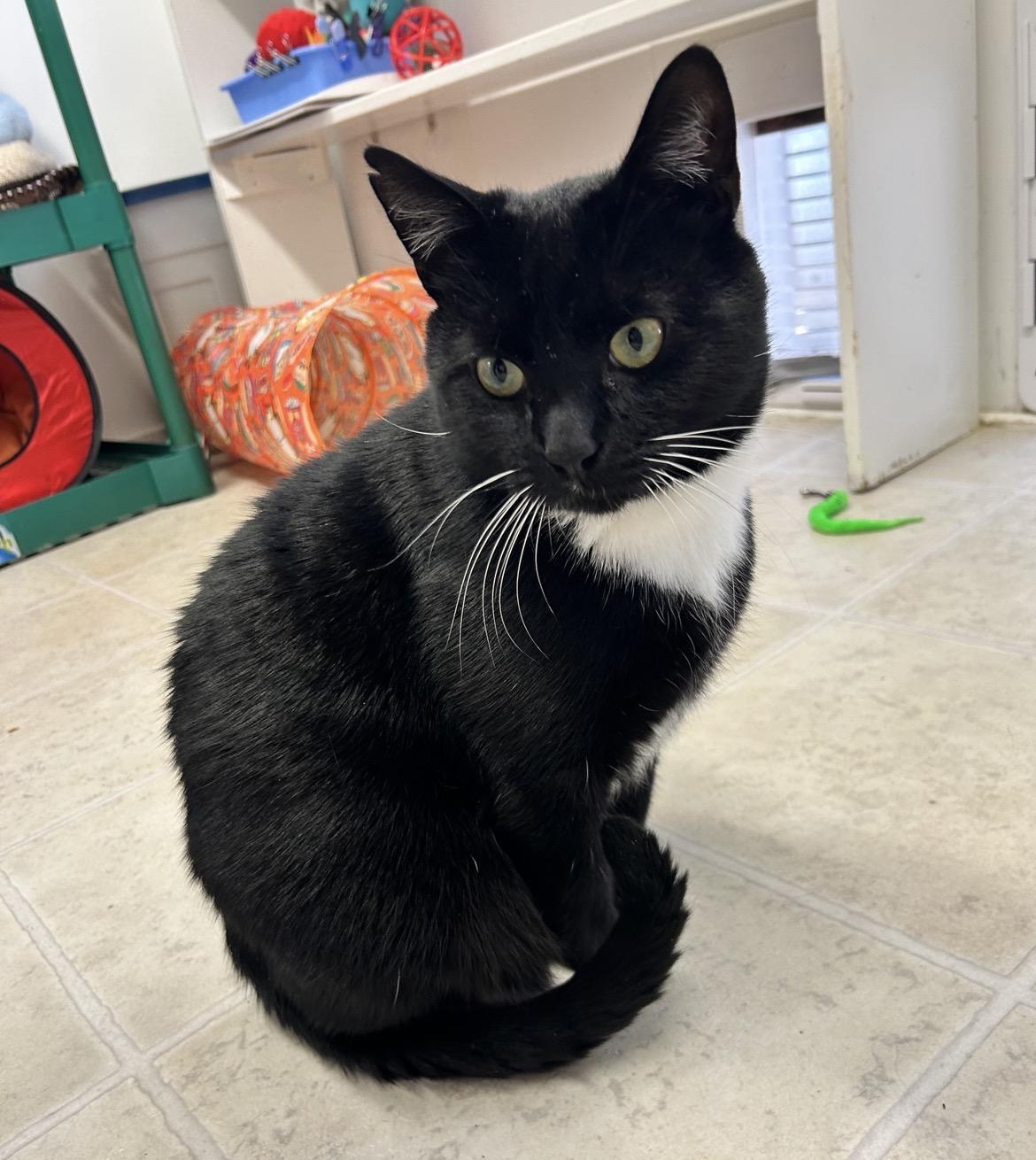 Enlarge Denim, an adopted Domestic Short Hair in Maple Ridge, BC image 3/6