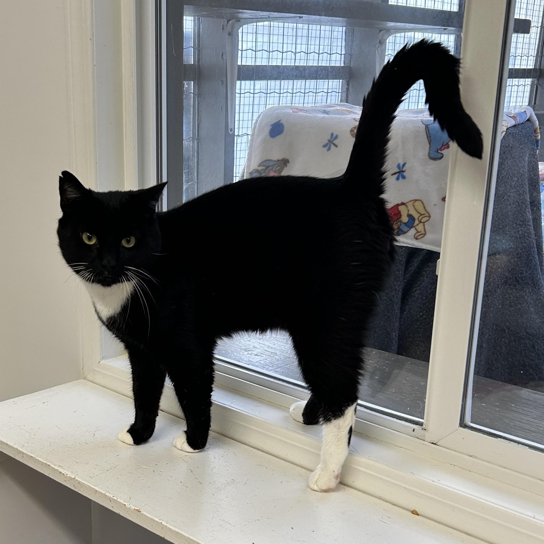 Denim, a Adoptable Domestic Short Hair in Maple Ridge, BC image 3/6