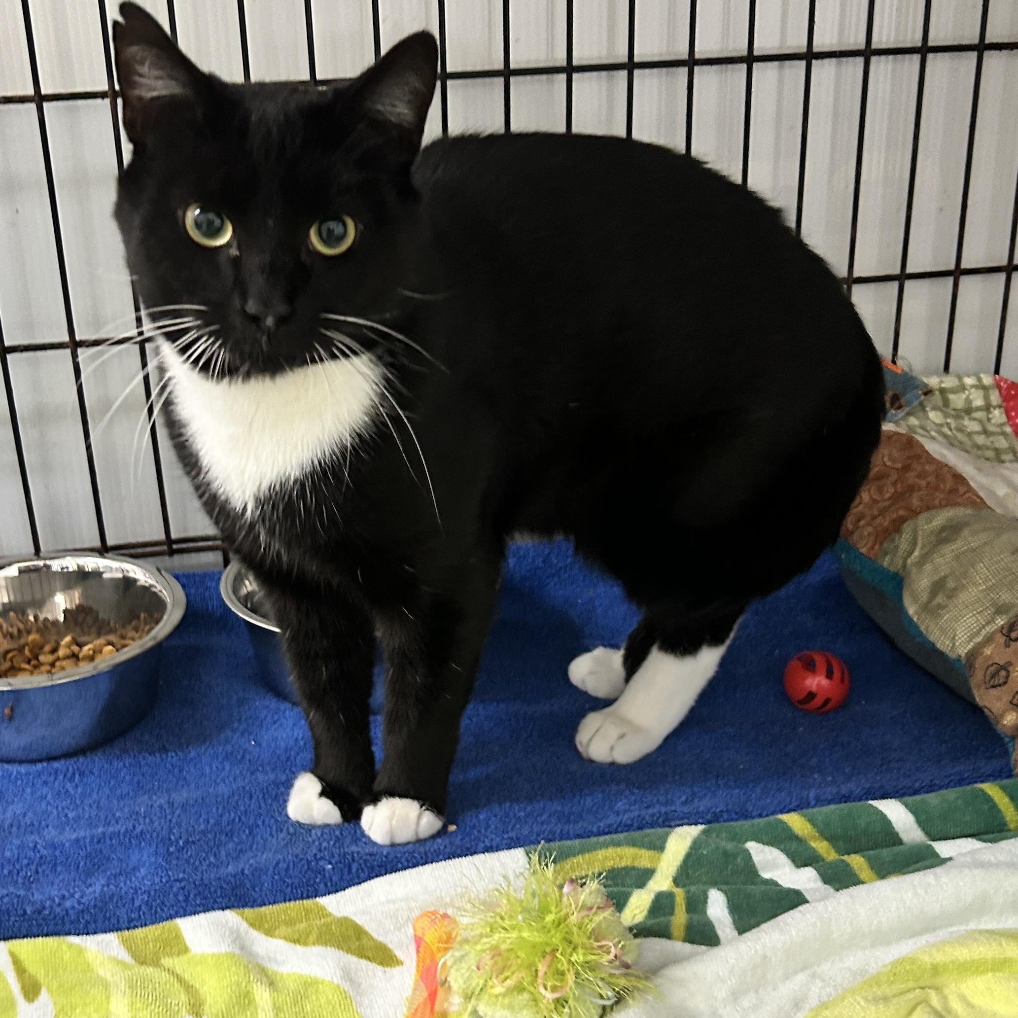 Denim, a Adoptable Domestic Short Hair in Maple Ridge, BC image 5/6