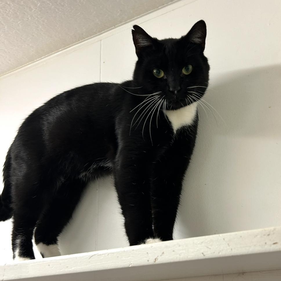 Denim, a Adoptable Domestic Short Hair in Maple Ridge, BC image 6/6