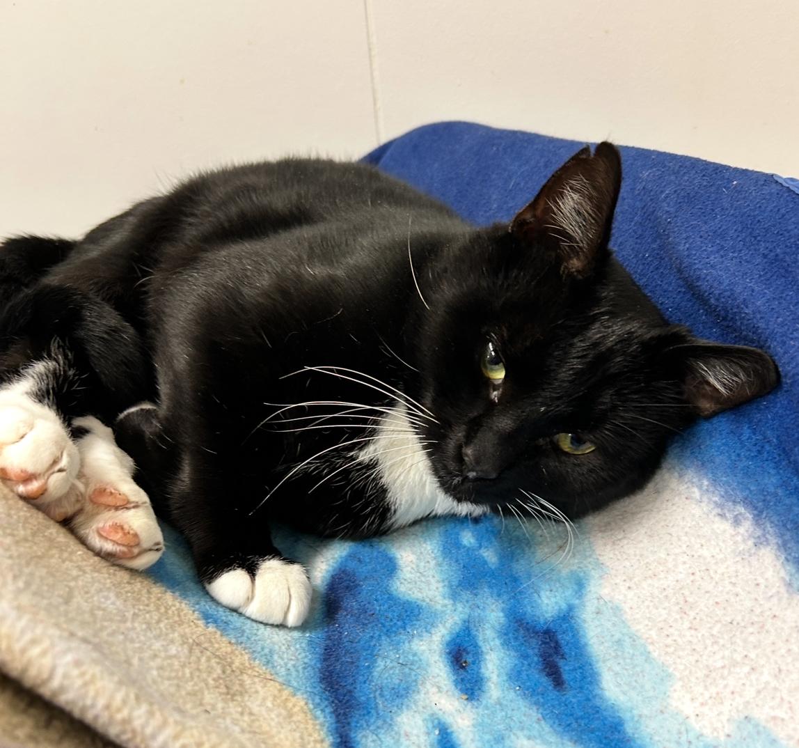 Denim, Adoptable, Young Male Domestic Short Hair.