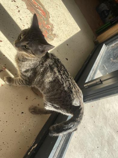 Macaroni — thumbnail 5