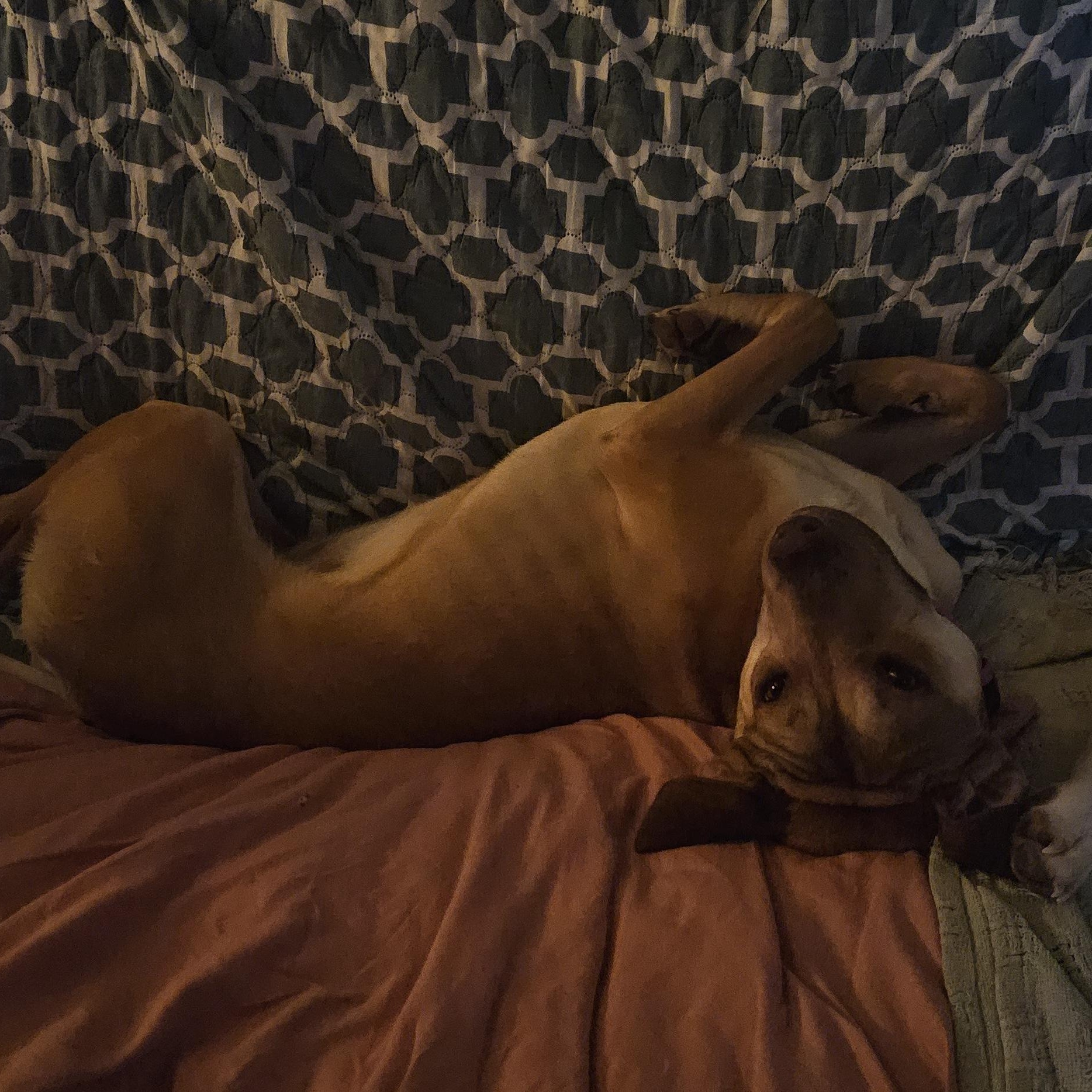 Whiskey, a ADOPTABLE mixed breed in Bristol, VT image 5/6