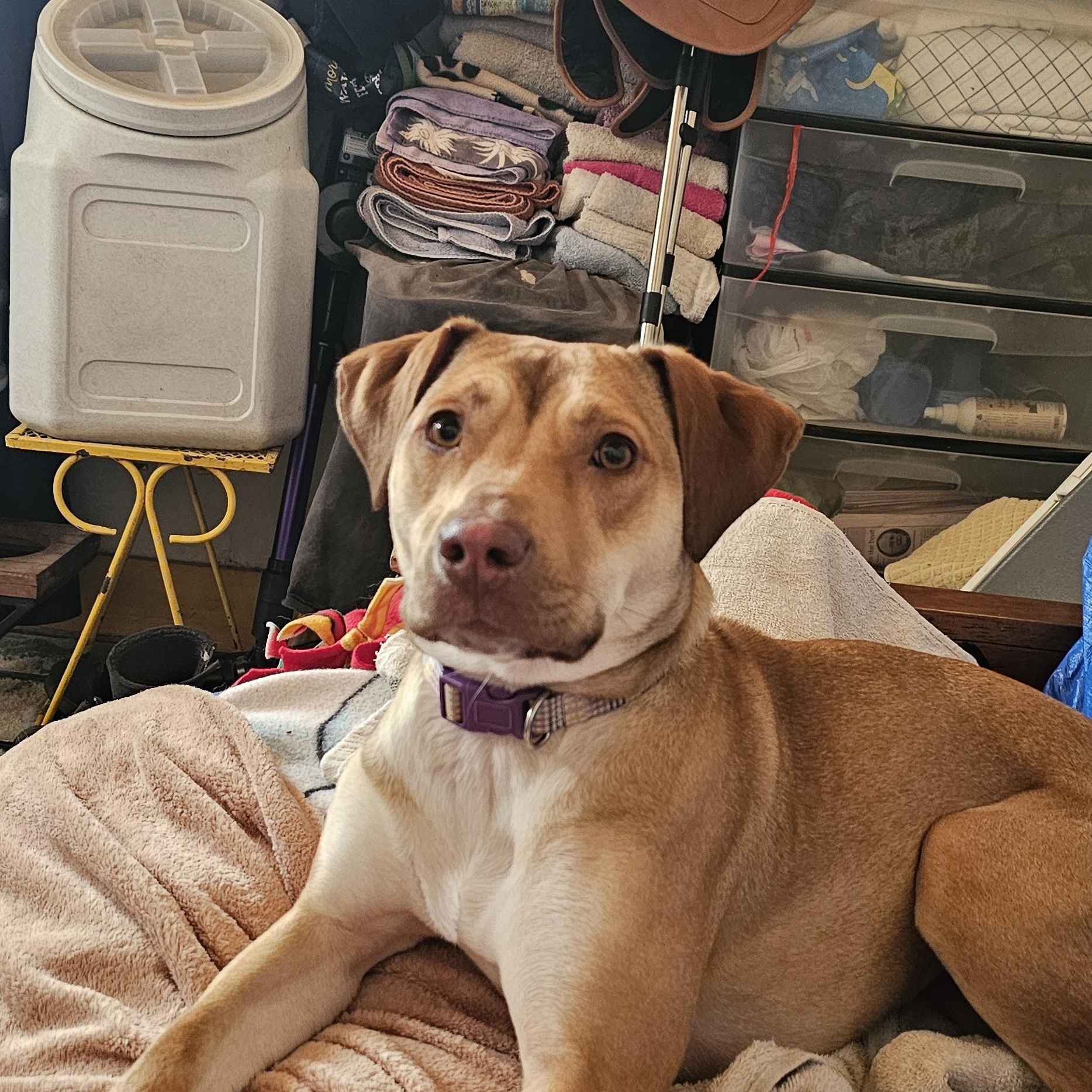 Whiskey, ADOPTABLE, Young Female Labrador Retriever & Pit Bull Terrier.