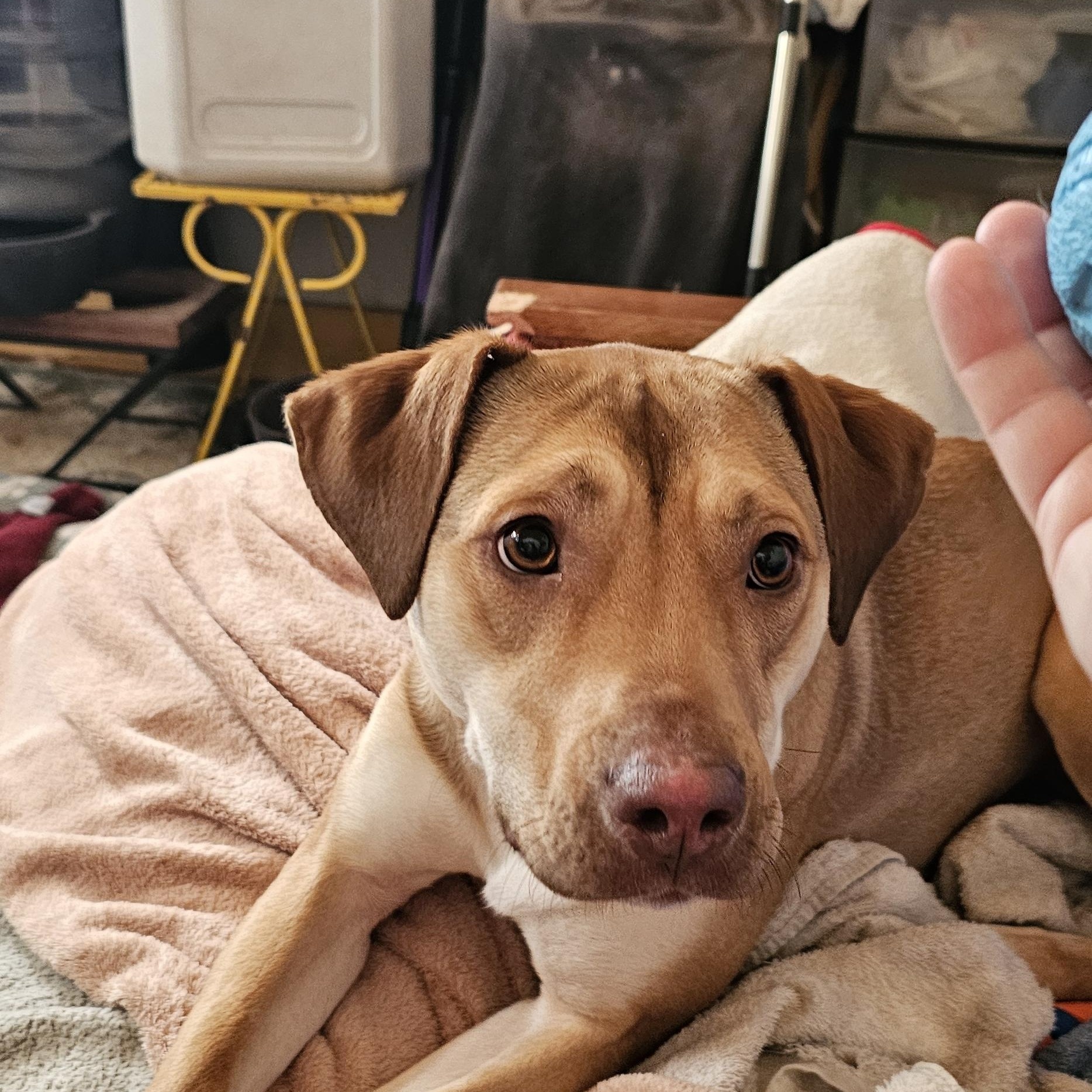 Whiskey, a ADOPTABLE mixed breed in Bristol, VT image 2/6