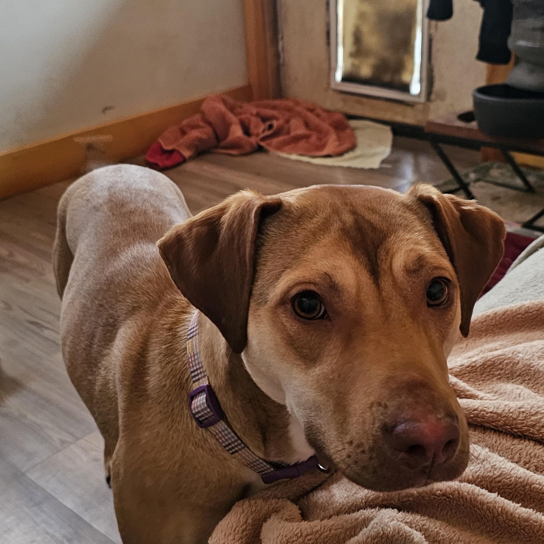 Whiskey, a ADOPTABLE mixed breed in Bristol, VT image 3/6