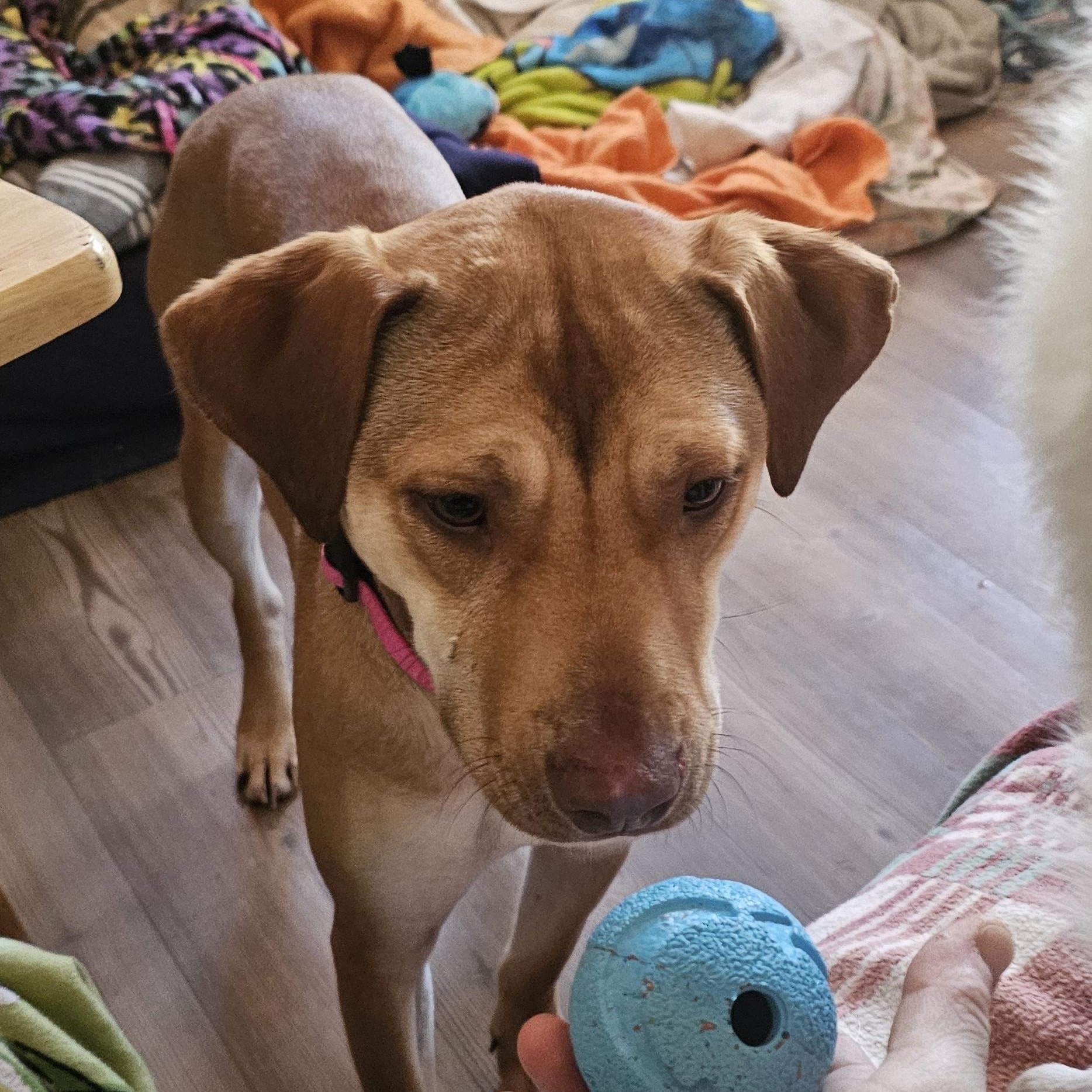 Whiskey, a ADOPTABLE mixed breed in Bristol, VT image 6/6