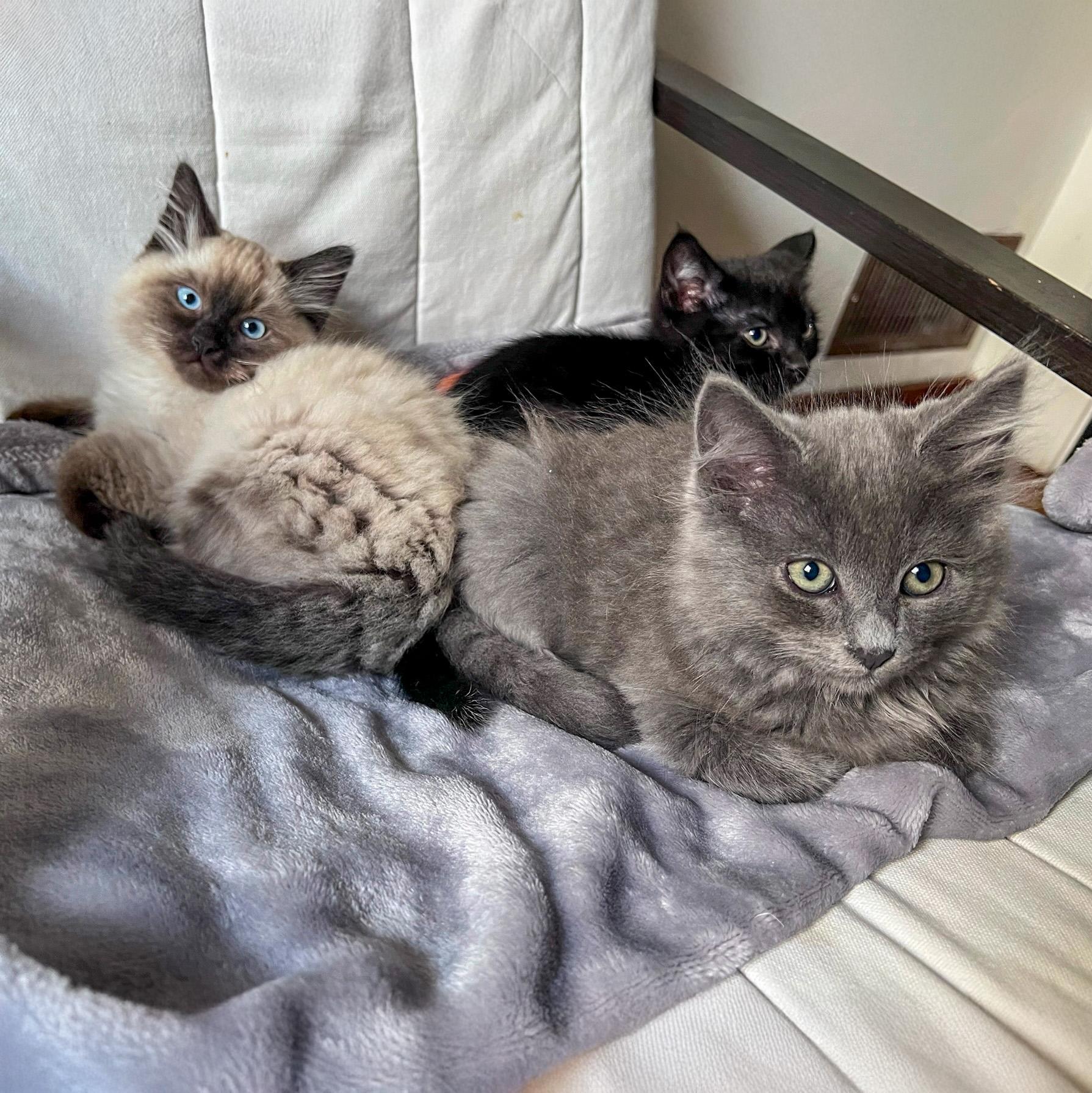 Cloudy, a Adopted mixed breed in Vallejo, CA image 3/6