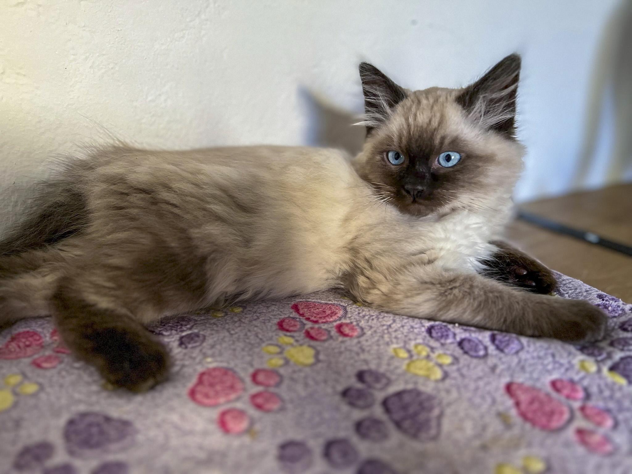 Cloudy, a Adopted mixed breed in Vallejo, CA image 4/6