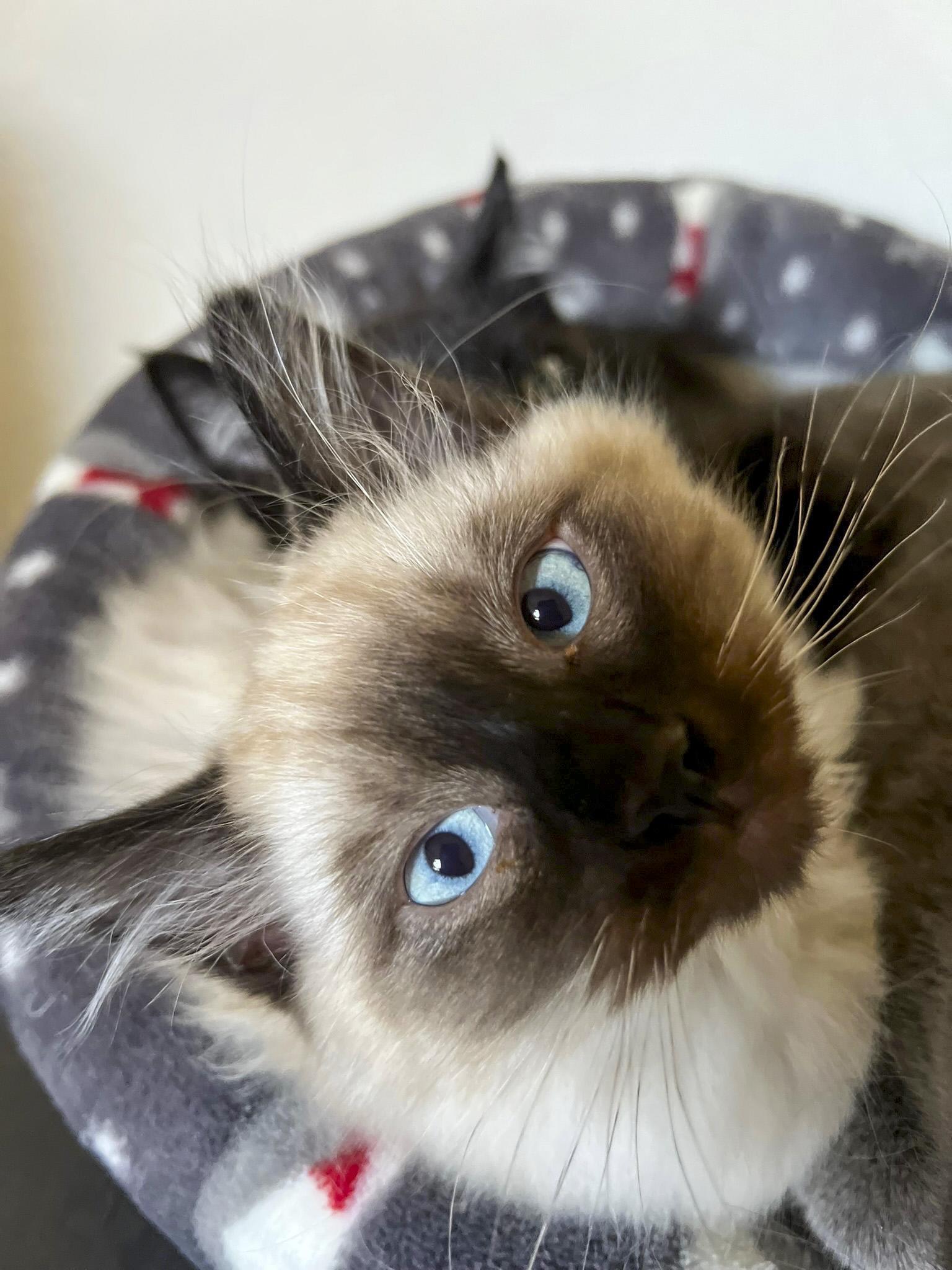 Cloudy, Adopted, Kitten Male Siamese & Domestic Medium Hair.