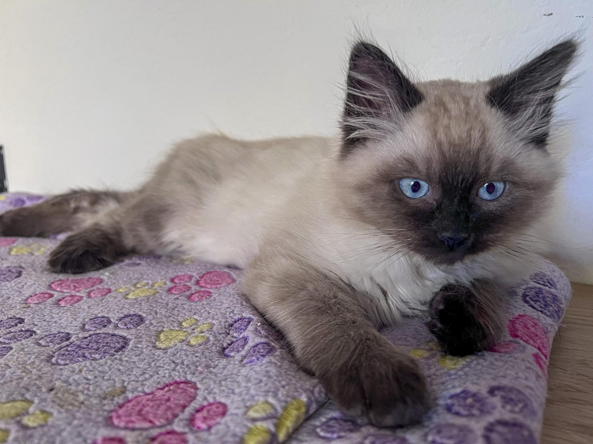 Cloudy, a Adopted mixed breed in Vallejo, CA image 5/6