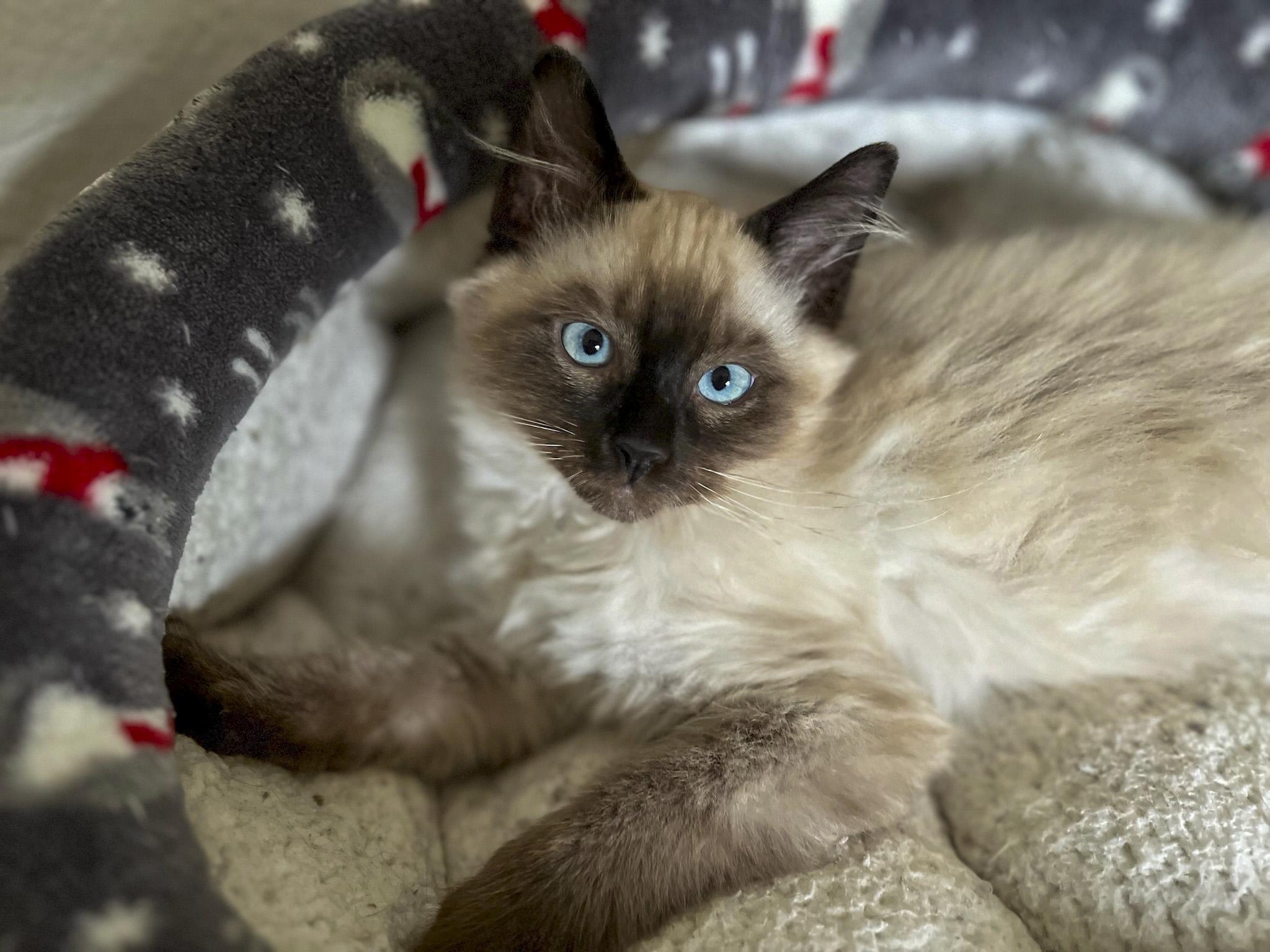 Cloudy, a Adopted mixed breed in Vallejo, CA image 6/6