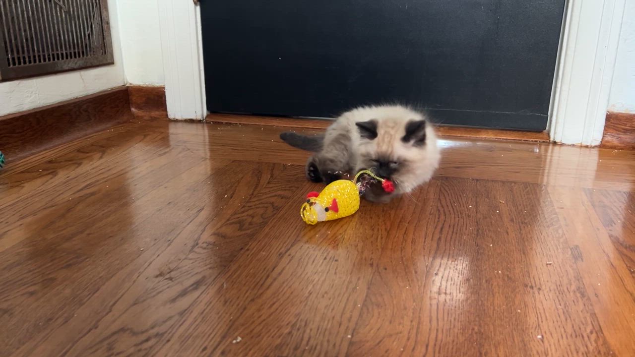 Enlarge Cloudy, a Adopted mixed breed in Vallejo, CA video 1/6