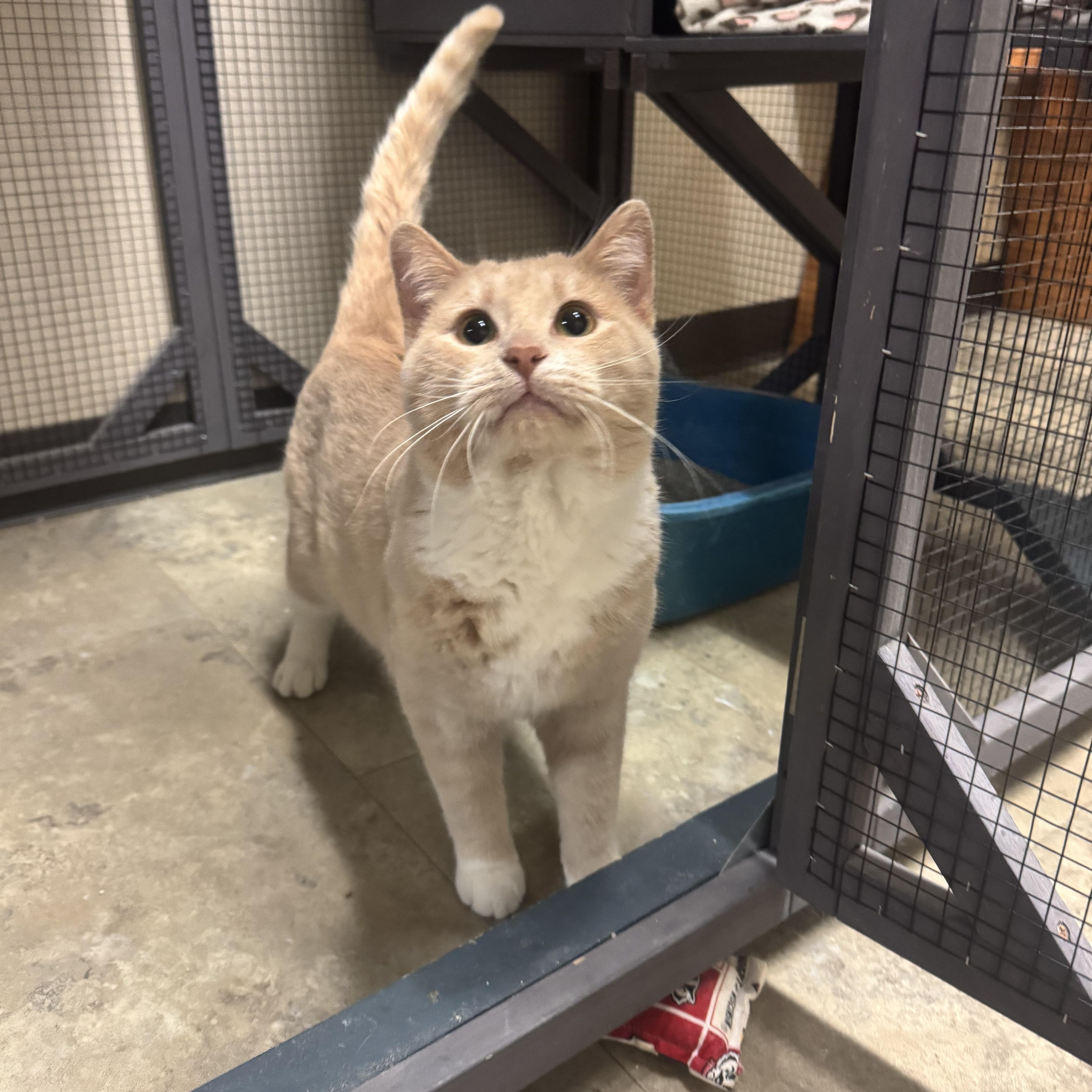 Enlarge Max Splash, a ADOPTABLE Domestic Short Hair in Dodgeville, WI image 1/1