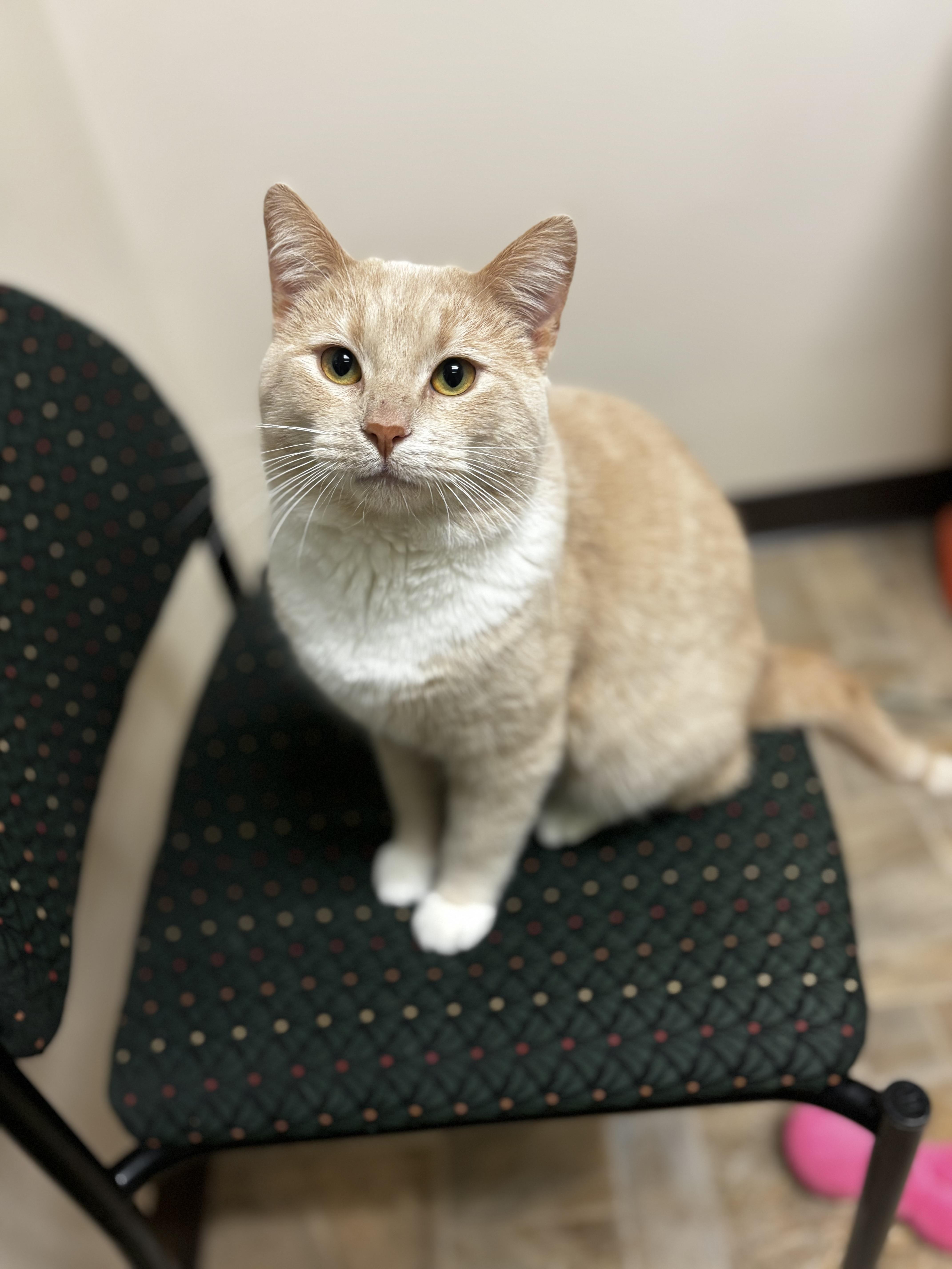 Max Splash - I AM SPONSORED!, ADOPTABLE, Adult Male Domestic Short Hair.