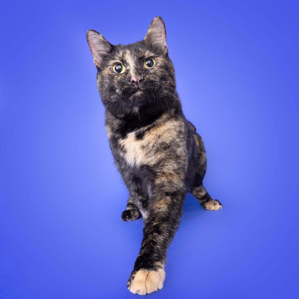Cleo, Adoptable, Young Female Domestic Short Hair.