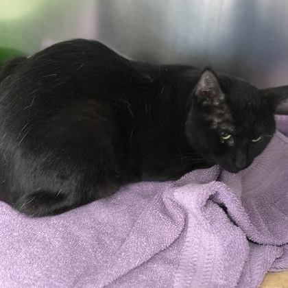 Enlarge Darth Vader , a ADOPTABLE Domestic Short Hair in Worcester, MA image 1/1