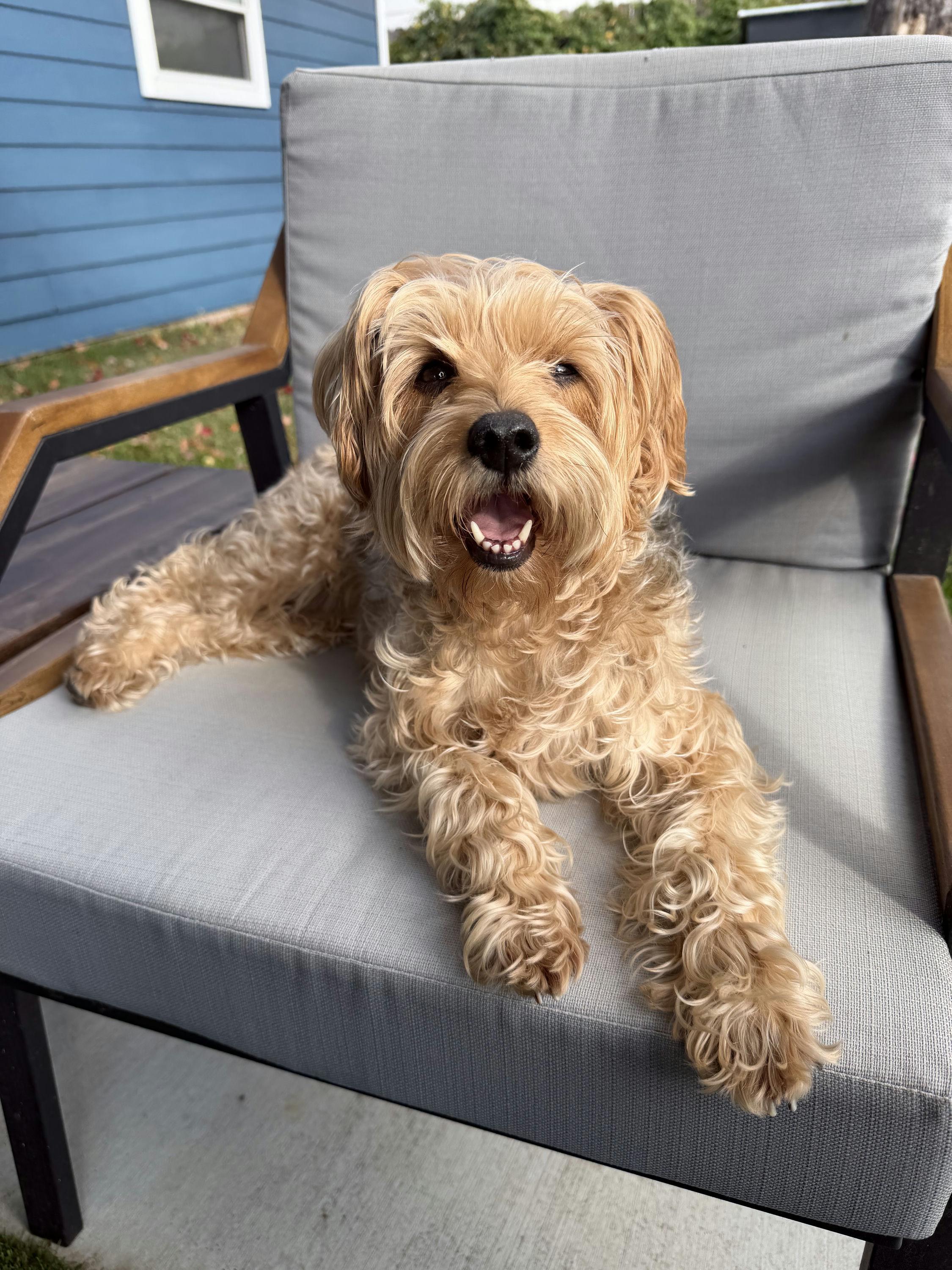 Osita, an adopted mixed breed in Houston, TX image 2/6