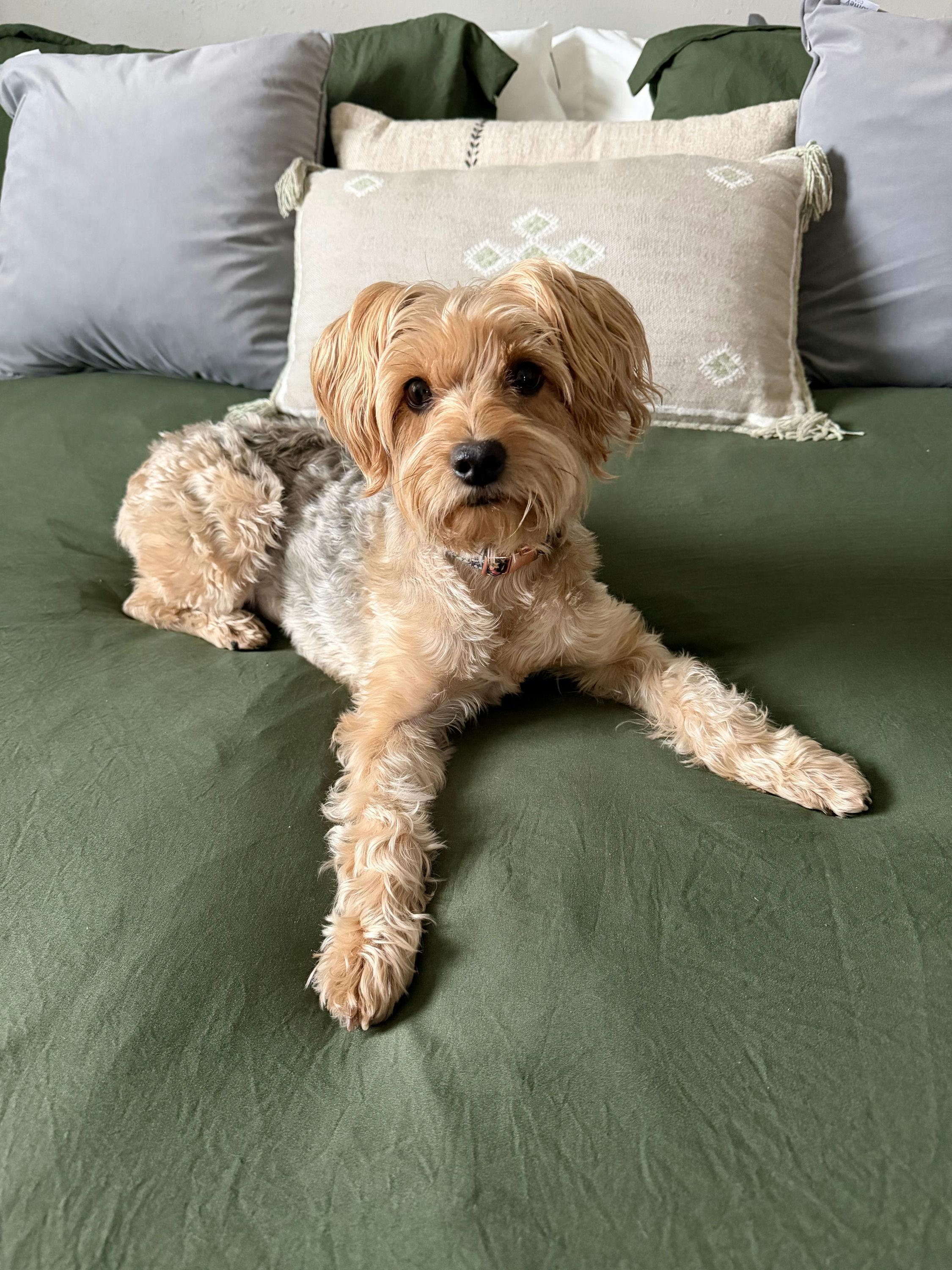 Osita, an adopted mixed breed in Houston, TX image 5/6