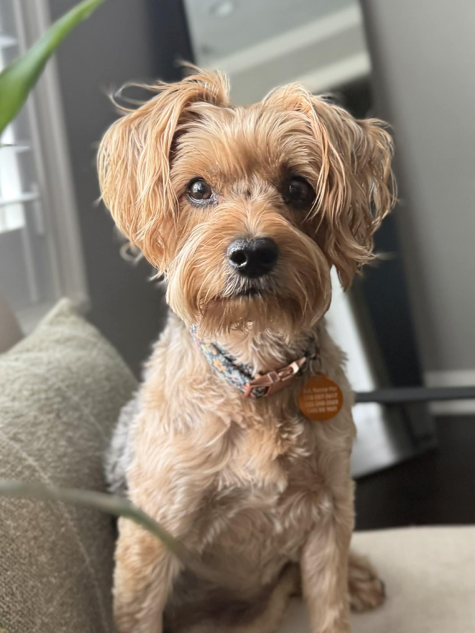 Osita, adopted, Adult Female Yorkshire Terrier & Miniature Schnauzer.