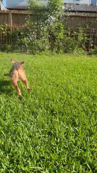 Enlarge Osita, an adopted mixed breed in Houston, TX video 6/6