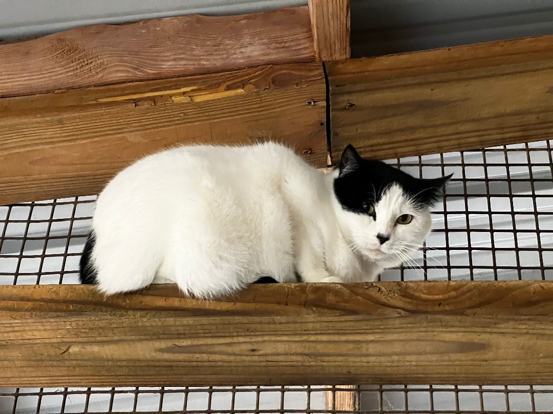 Enlarge Rosetta, a Adoptable American Shorthair in Jackson, MO image 1/1