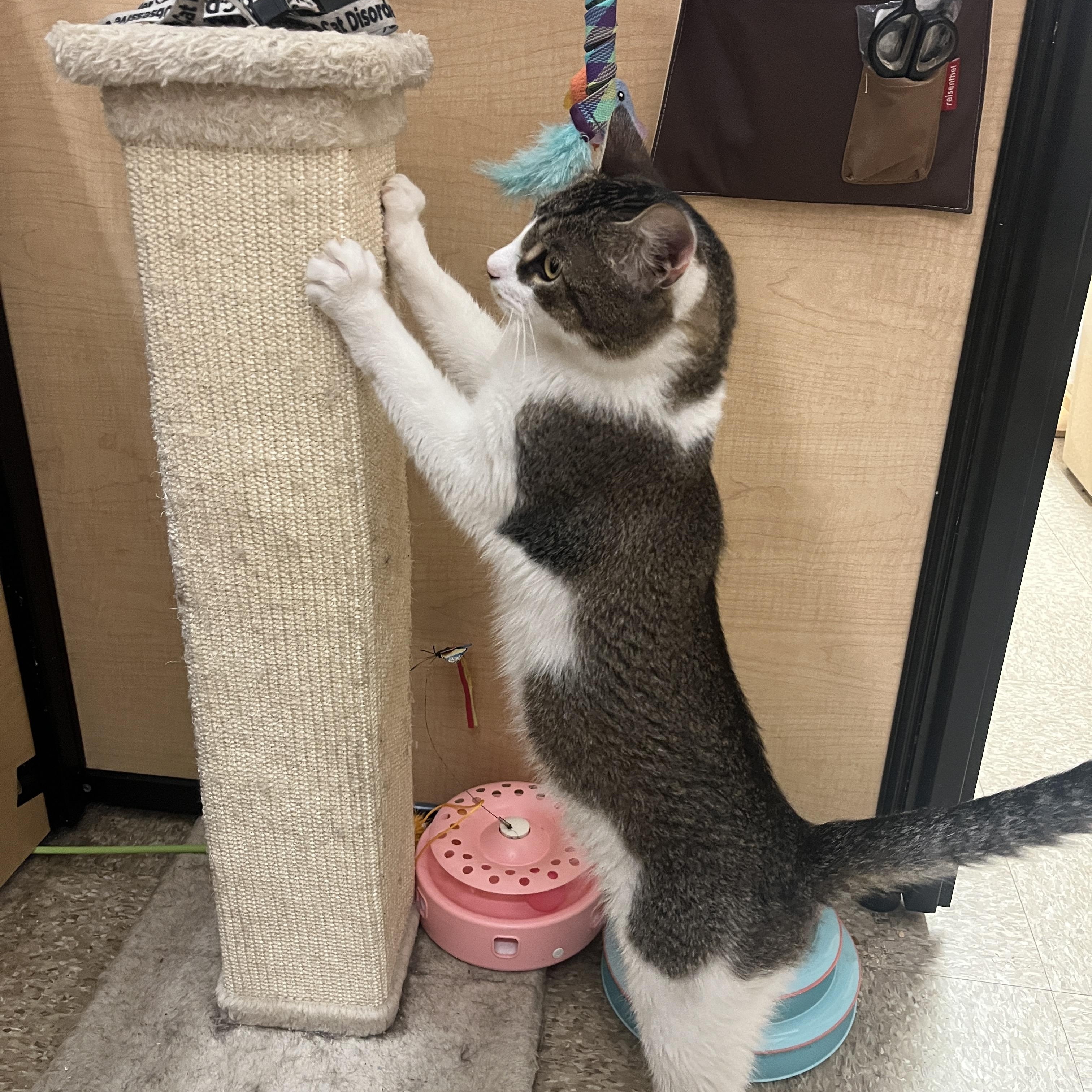 Valentino, an adoptable Domestic Short Hair in Boston, MA image 3/6