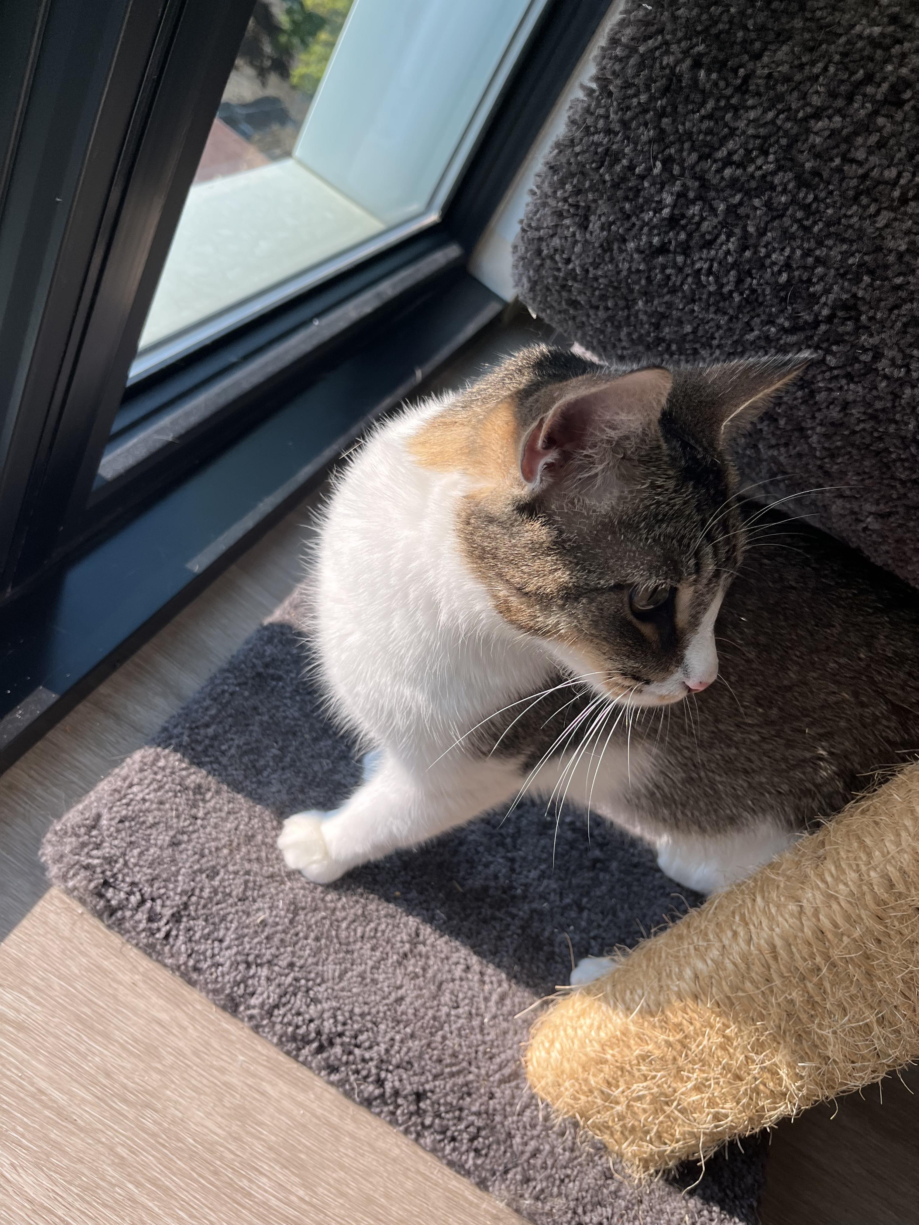 Valentino, an adoptable Domestic Short Hair in Boston, MA image 5/6