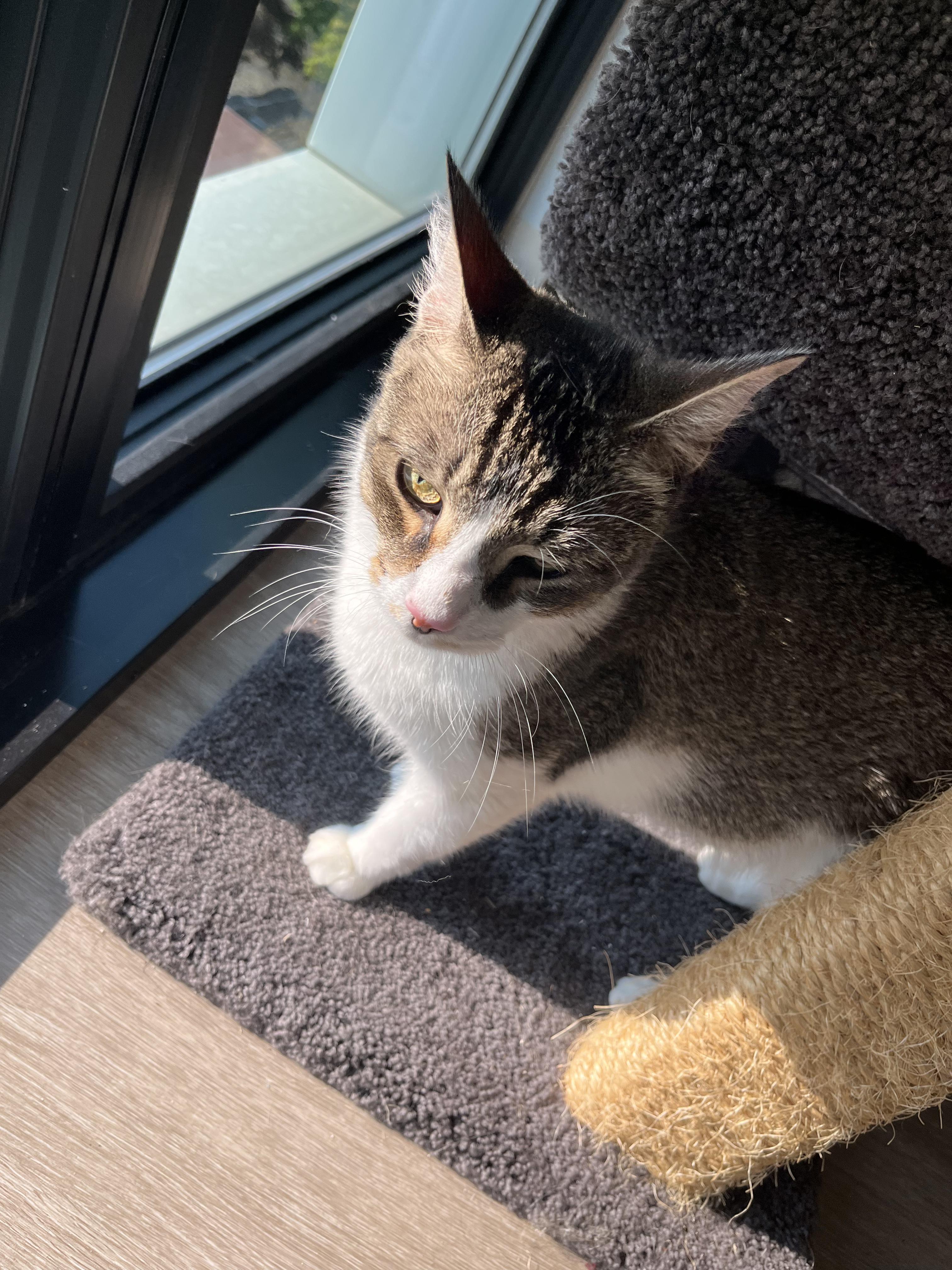 Valentino, an adoptable Domestic Short Hair in Boston, MA image 4/6