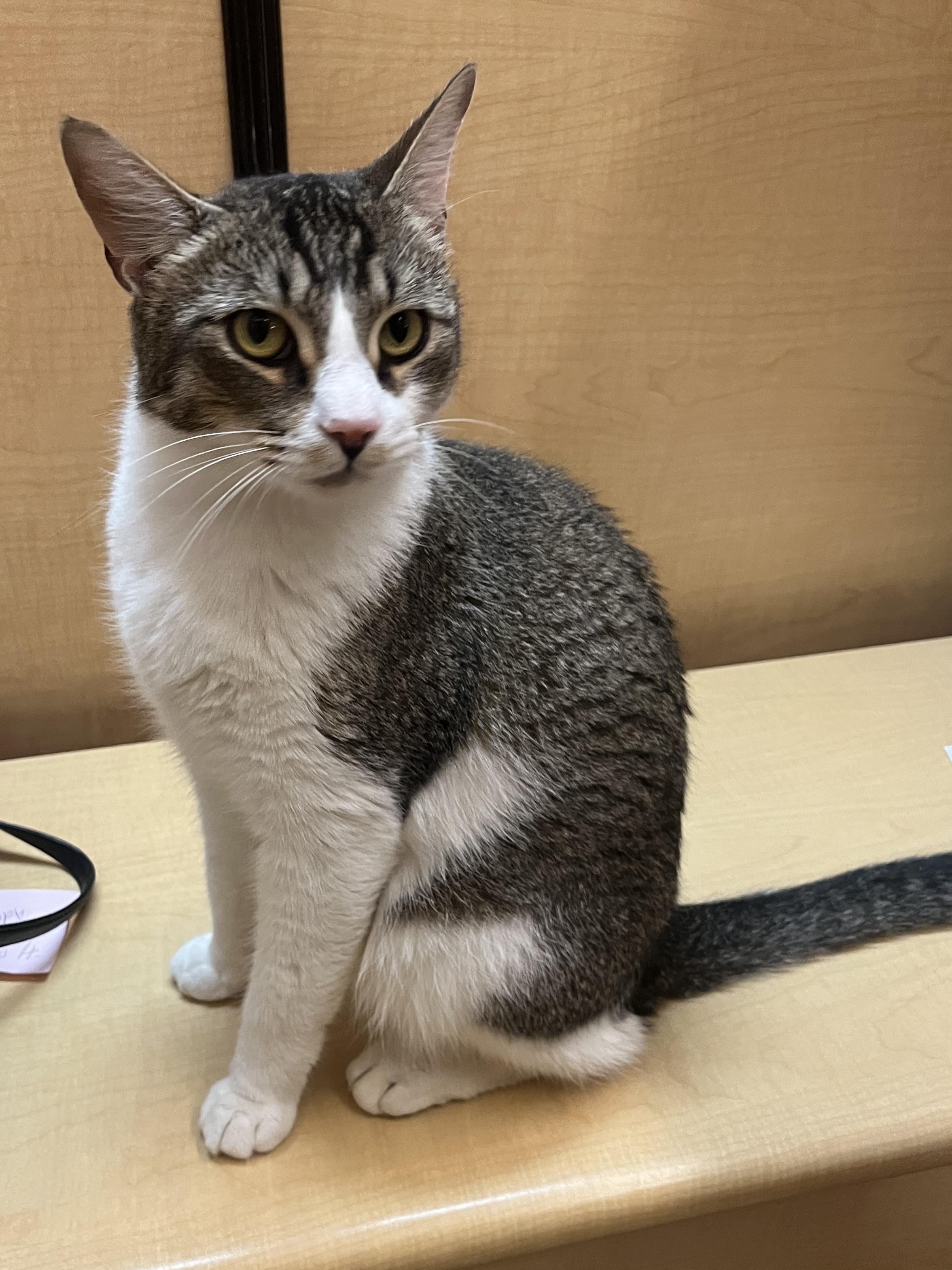 Valentino, an adoptable Domestic Short Hair in Boston, MA image 2/6