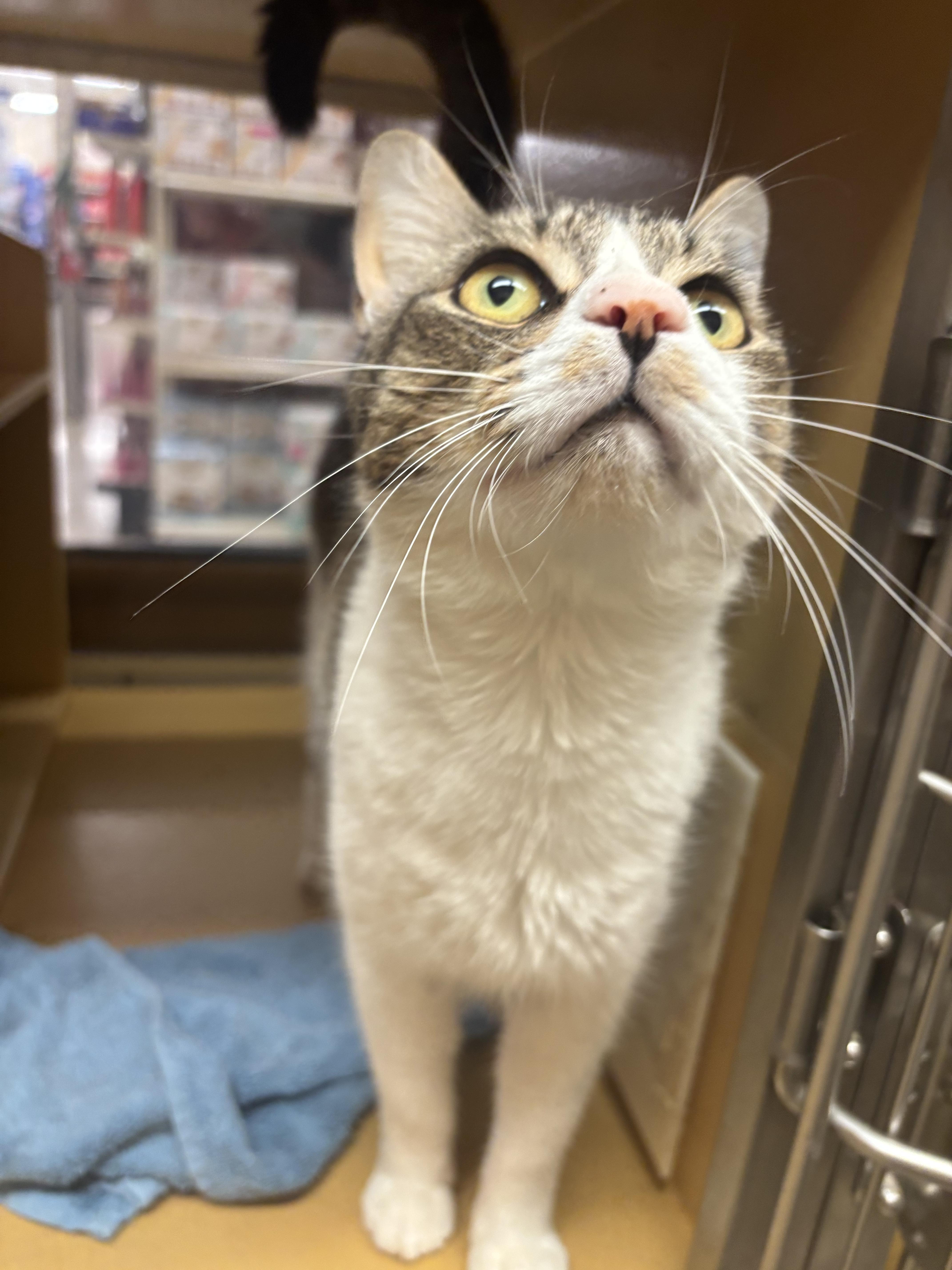 Valentino, adoptable, Adult Male Domestic Short Hair.