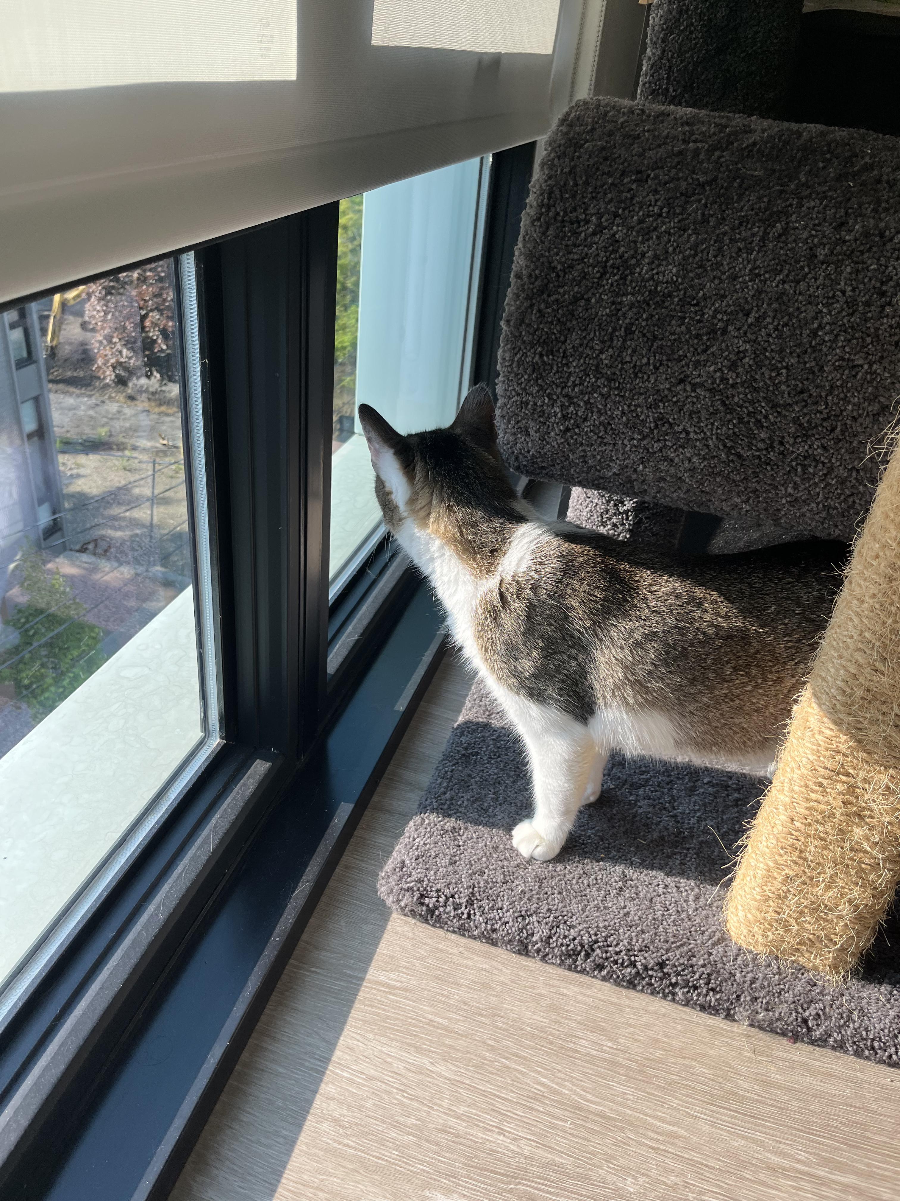 Valentino, an adoptable Domestic Short Hair in Boston, MA image 6/6