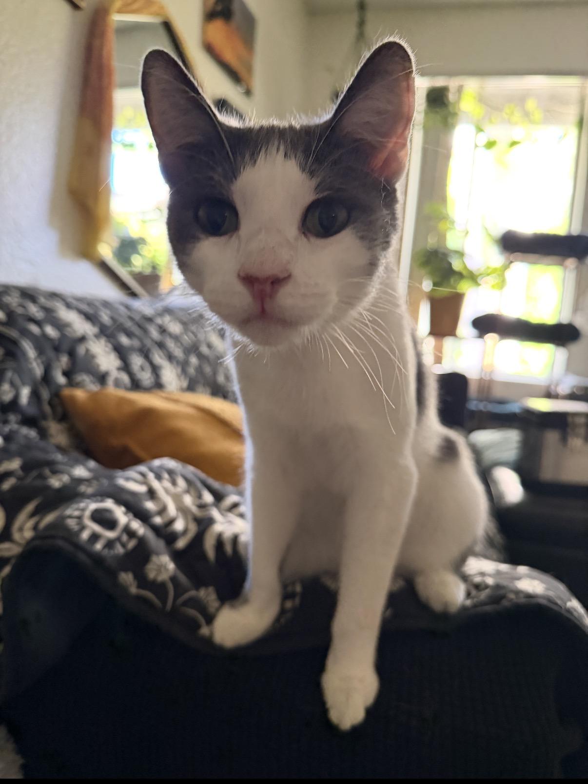 Travis, Adoptable, Adult Male Domestic Short Hair.