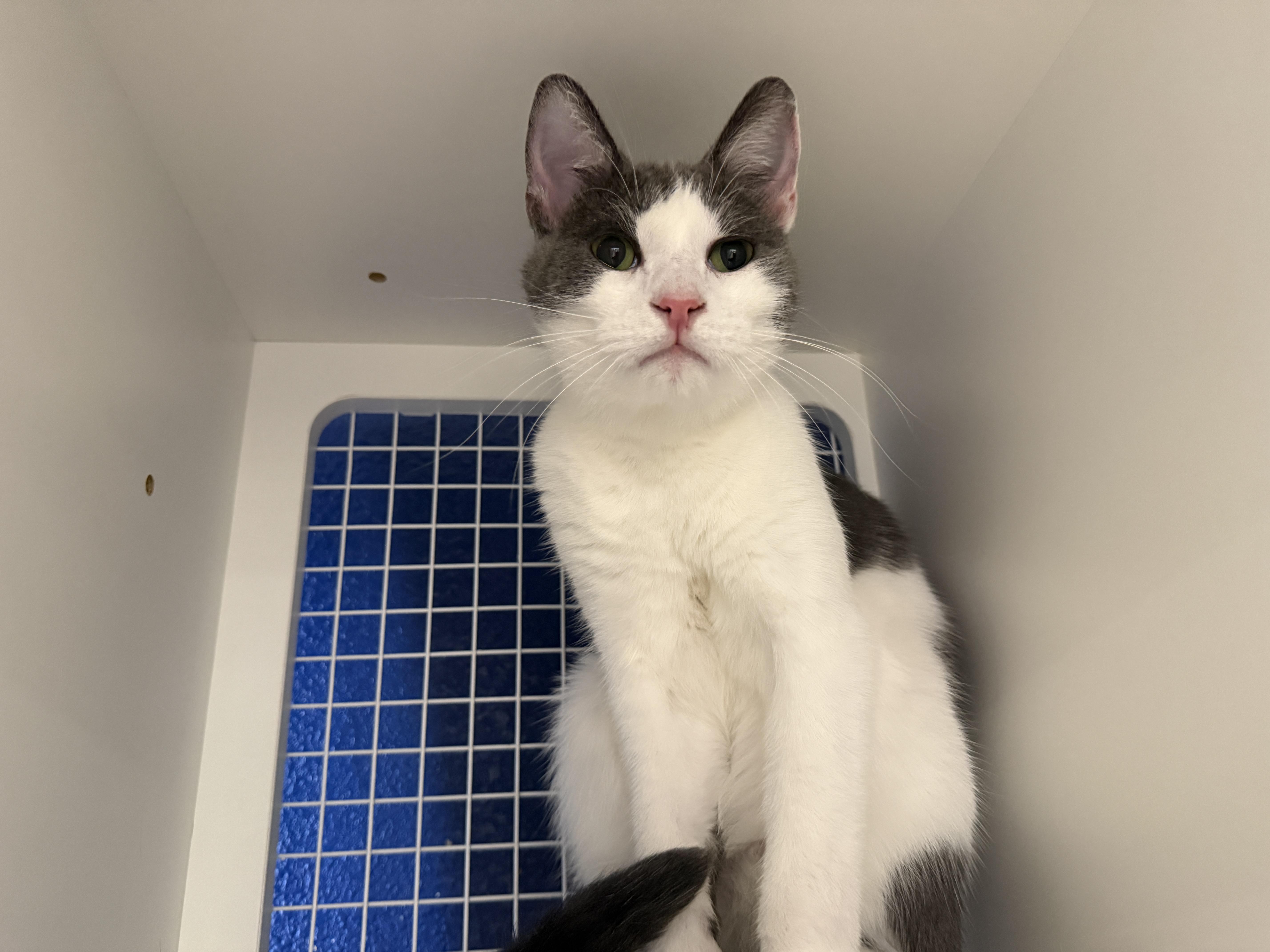 Enlarge Travis, a Adoptable Domestic Short Hair in Oceanside, CA image 4/4