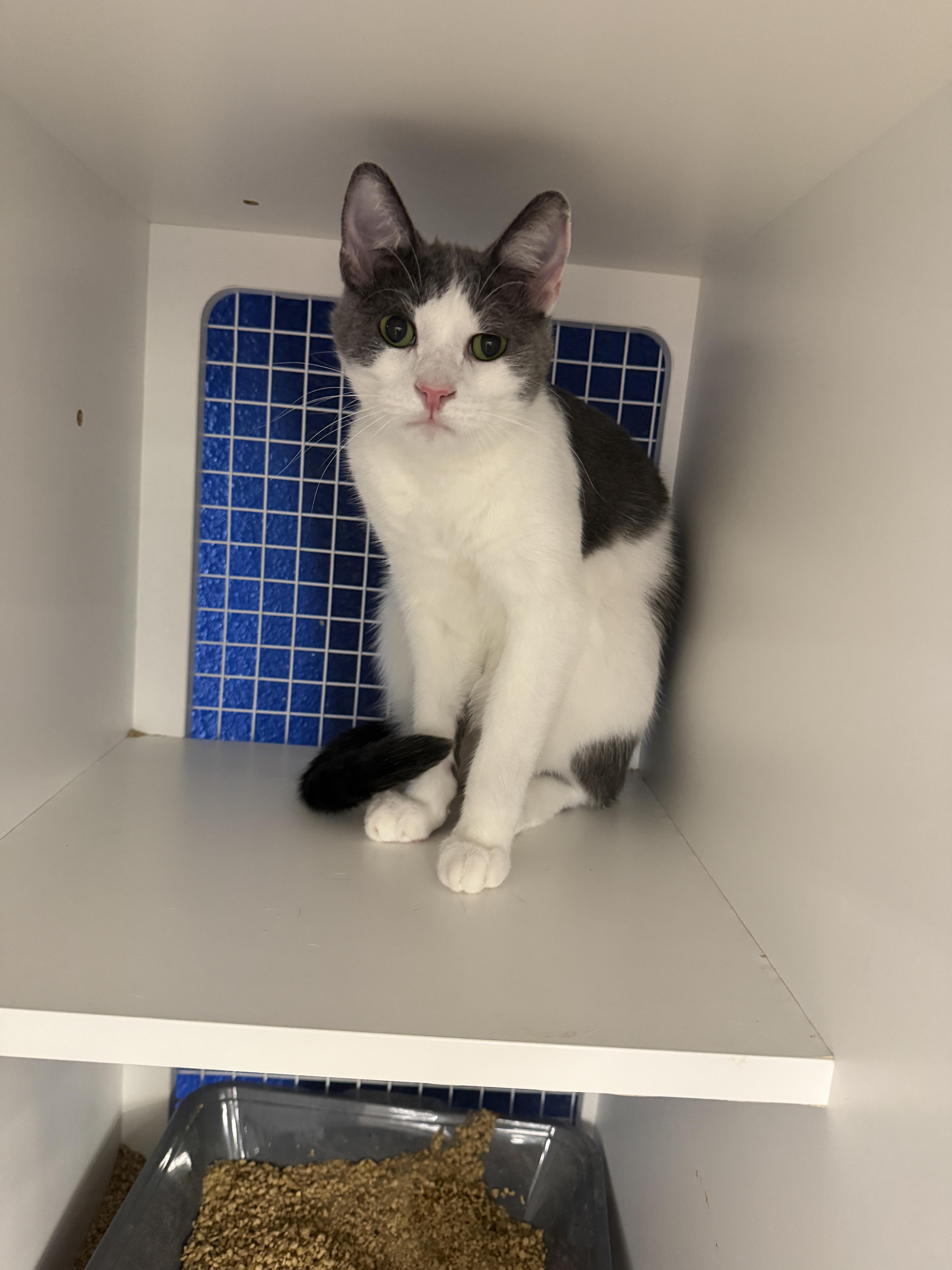 Enlarge Travis, a Adoptable Domestic Short Hair in Oceanside, CA image 3/4