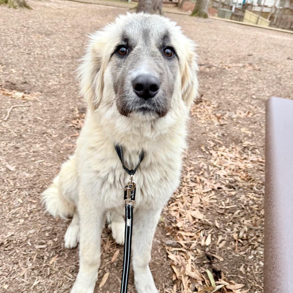 Teddy, a Adoptable mixed breed in Fairfax, VA image 4/6