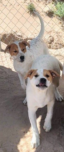 TIMMY , Adoptable, Young Male Labrador Retriever & Cattle Dog.