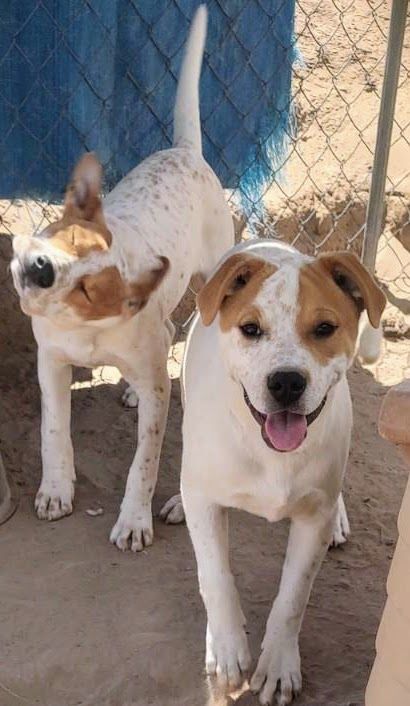 Enlarge TIMMY , a Adoptable mixed breed in Pena Blanca, NM image 2/6